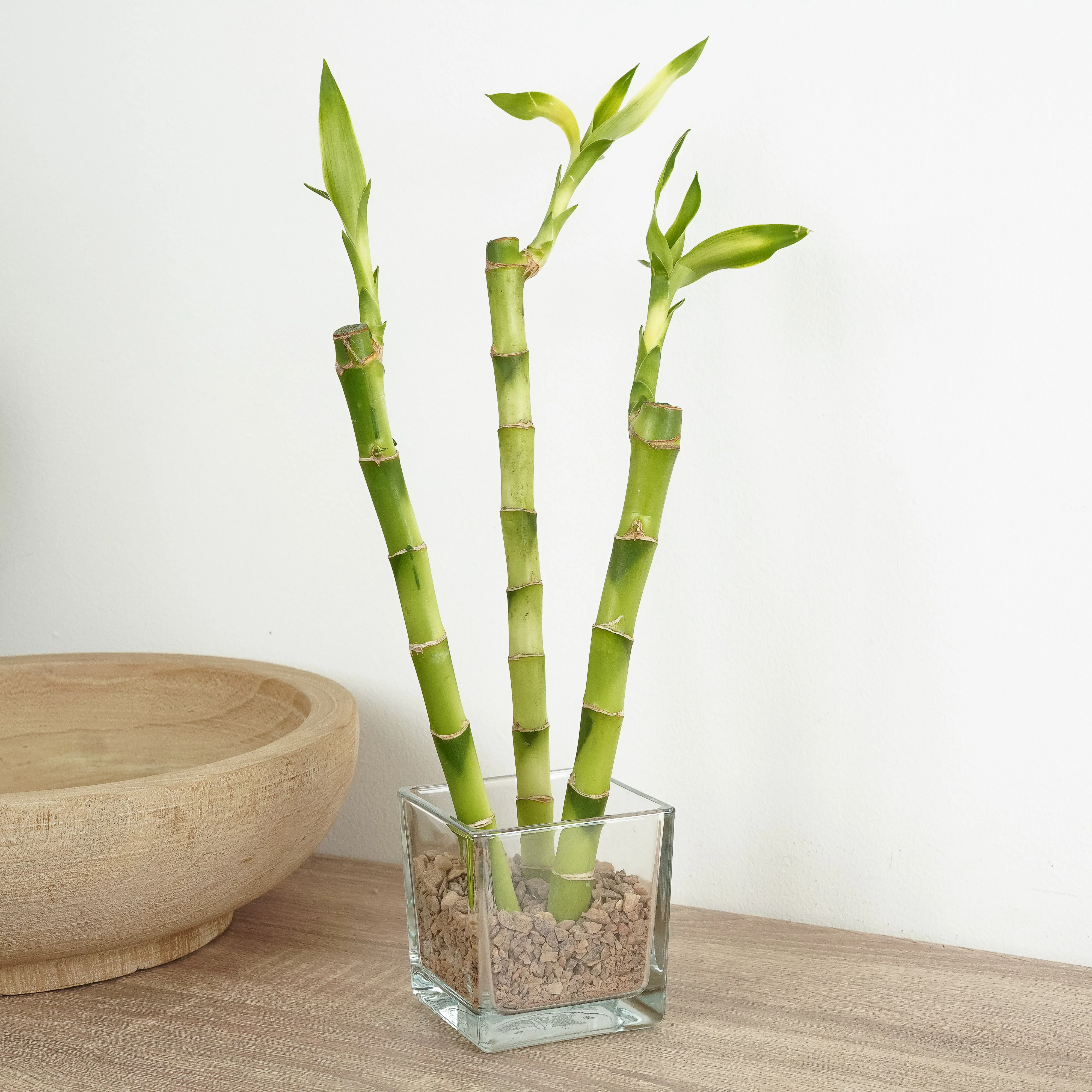 Lucky Bamboo - Image 5