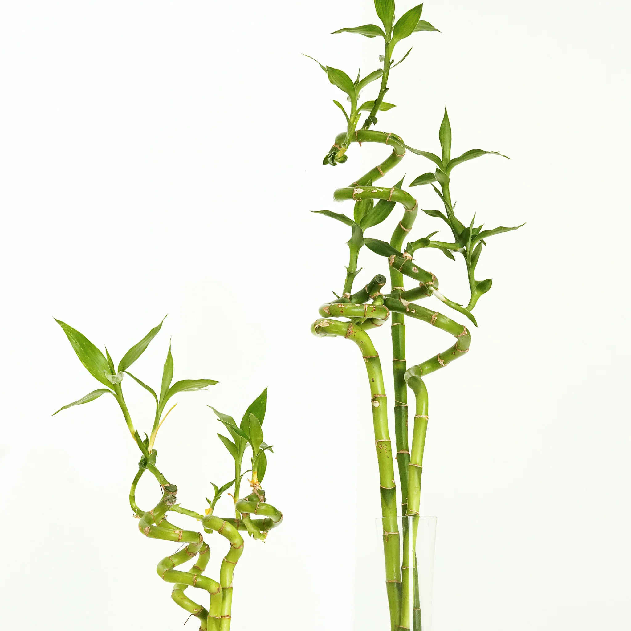 Lucky Bamboo | Vase - Image 3