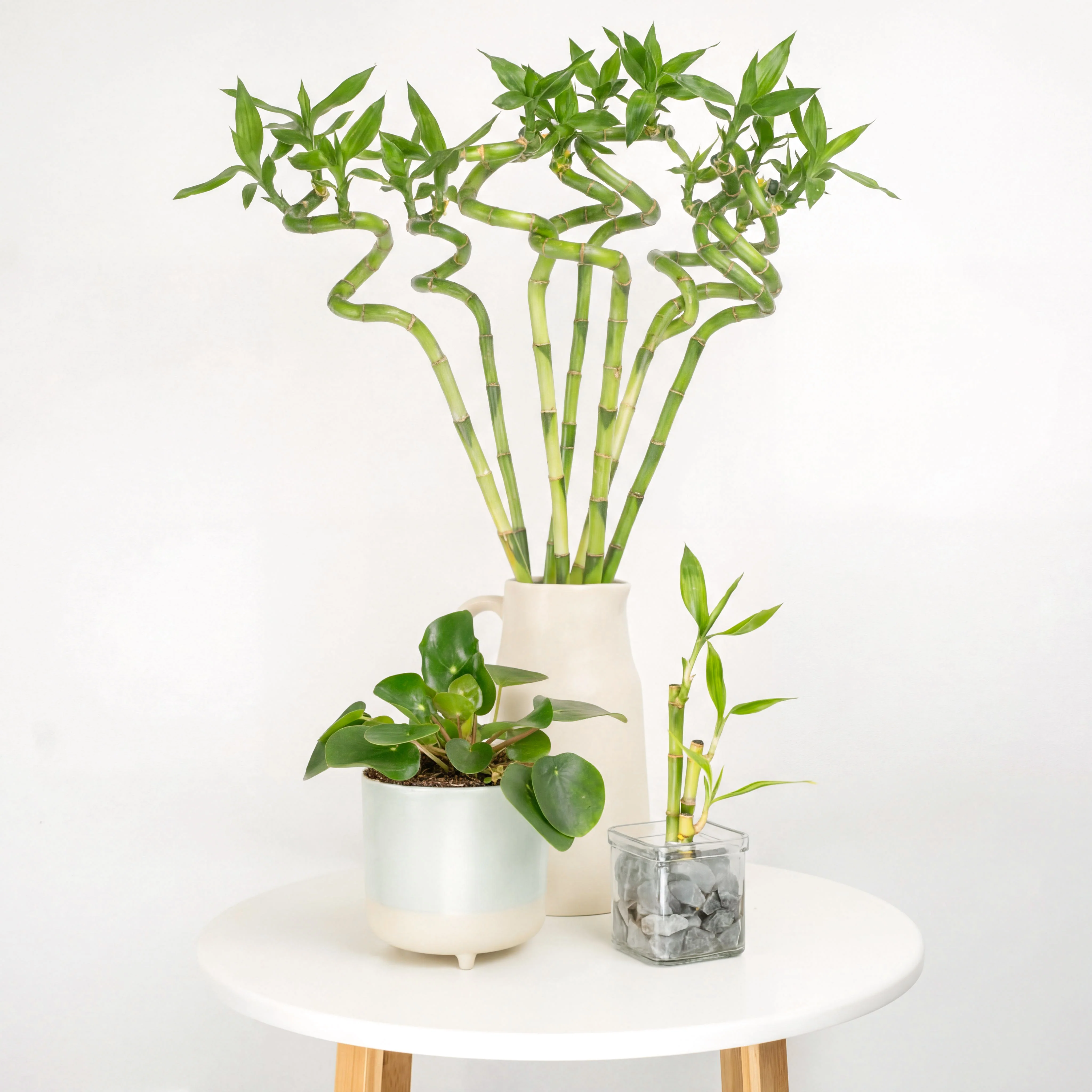 Lunar Blessings | Plant Bundle