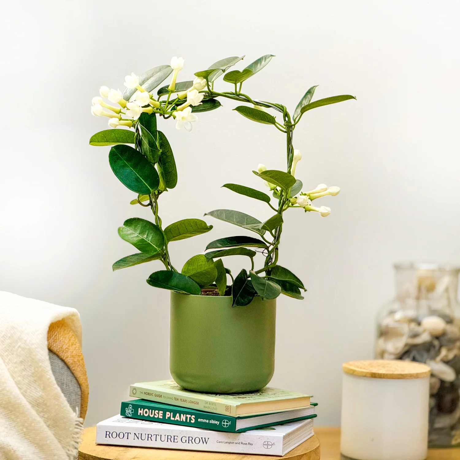 Madagascar Jasmine - Image 3
