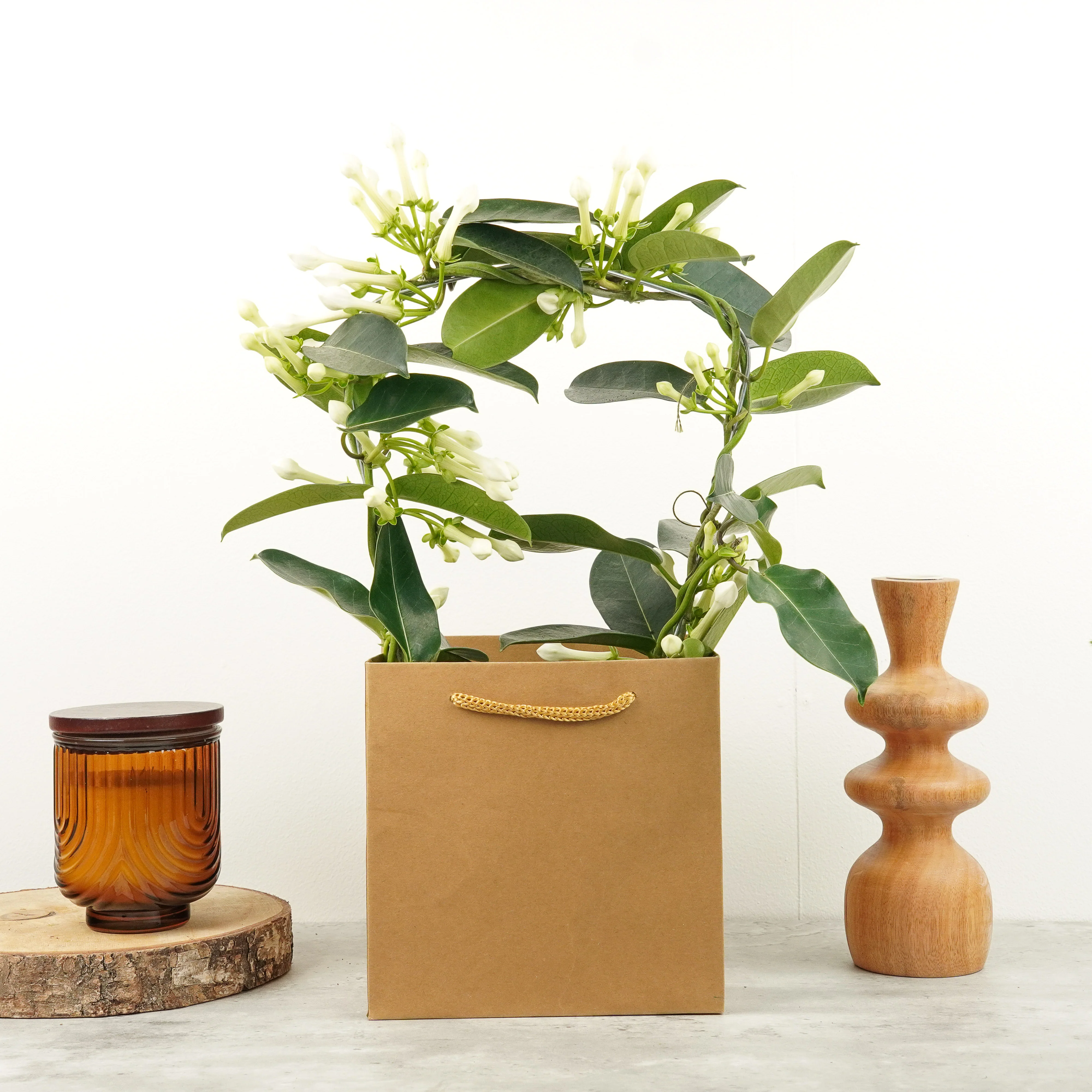 Madagascar Jasmine - Image 4