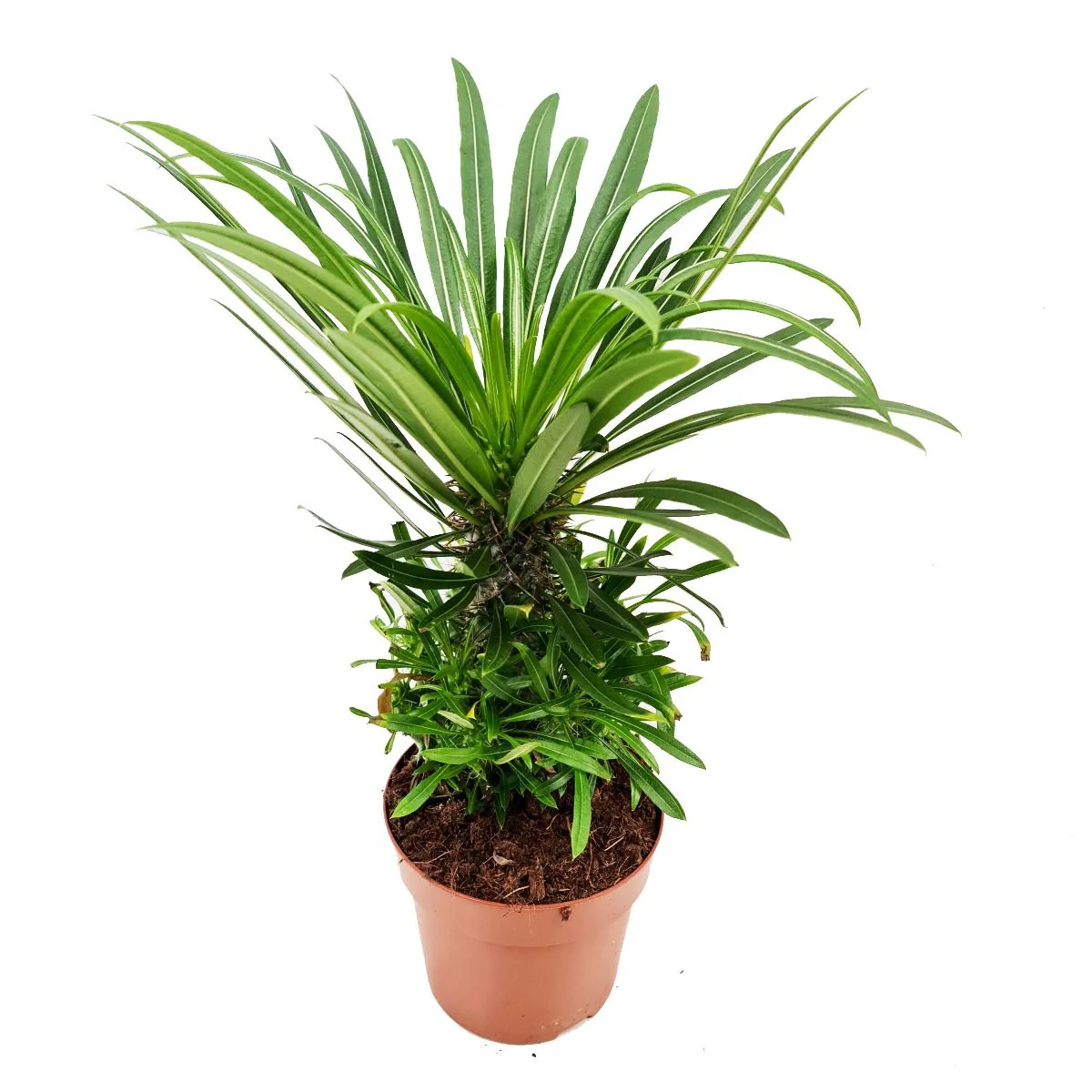 Madagascar Palm - Image 3