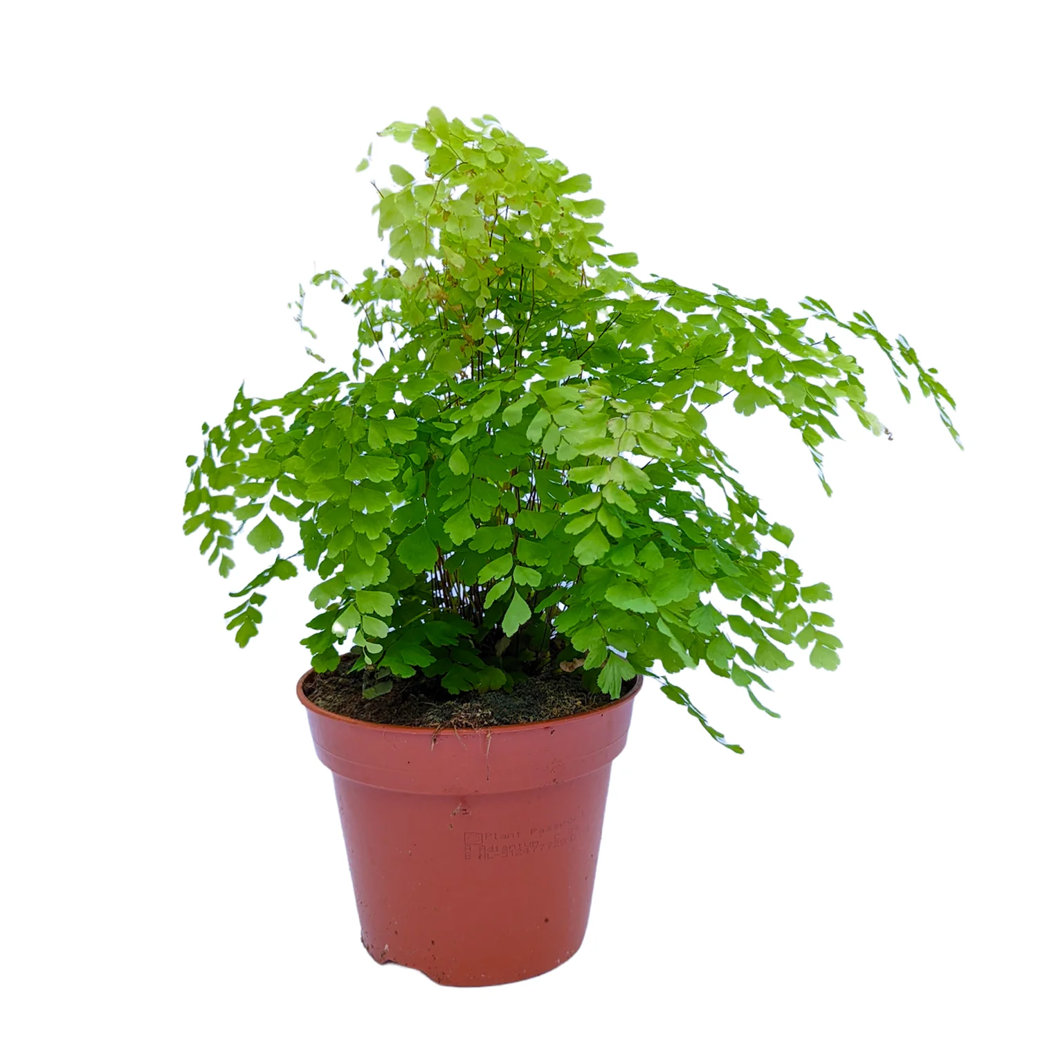 Maidenhair Fern - Image 2