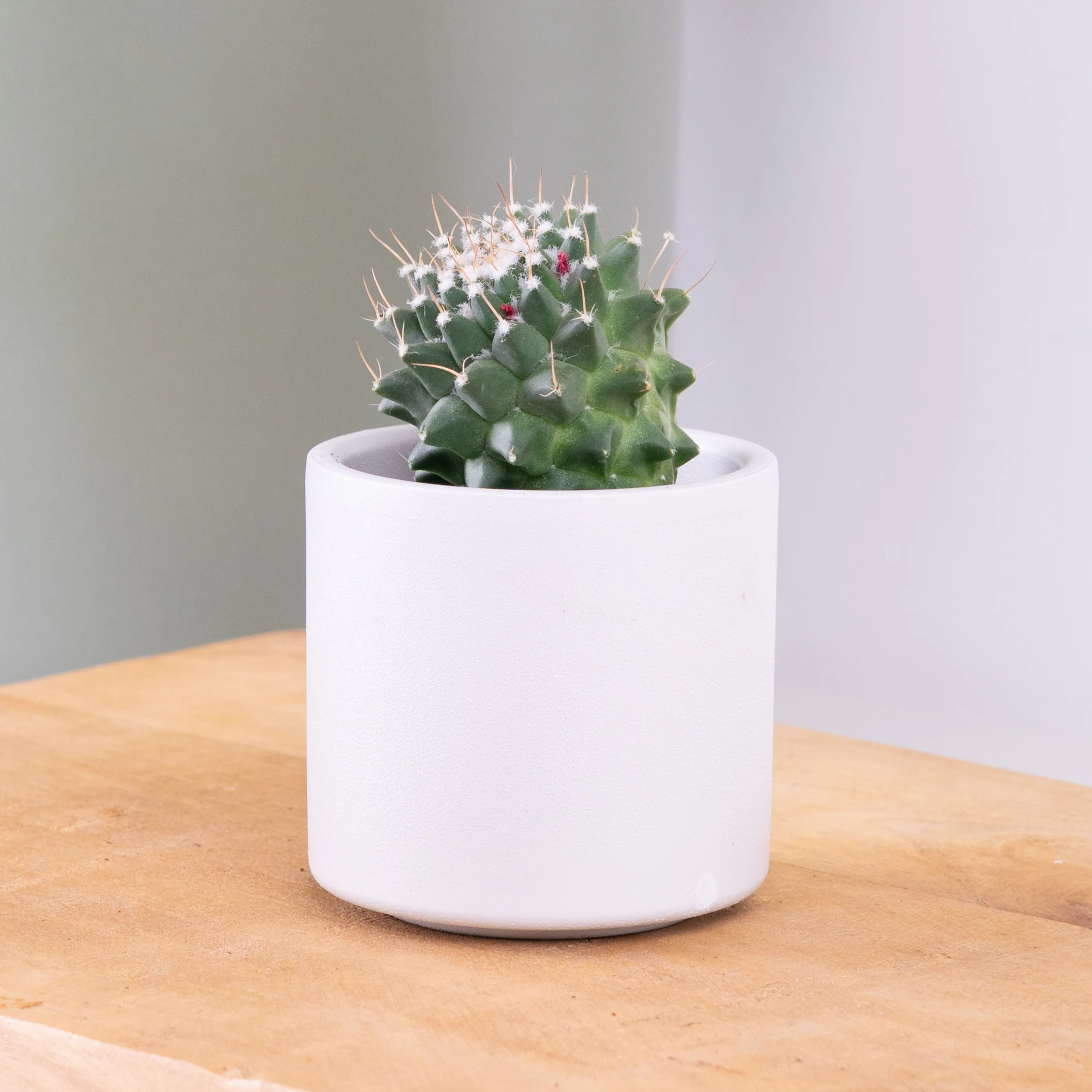Pincushion Toluca