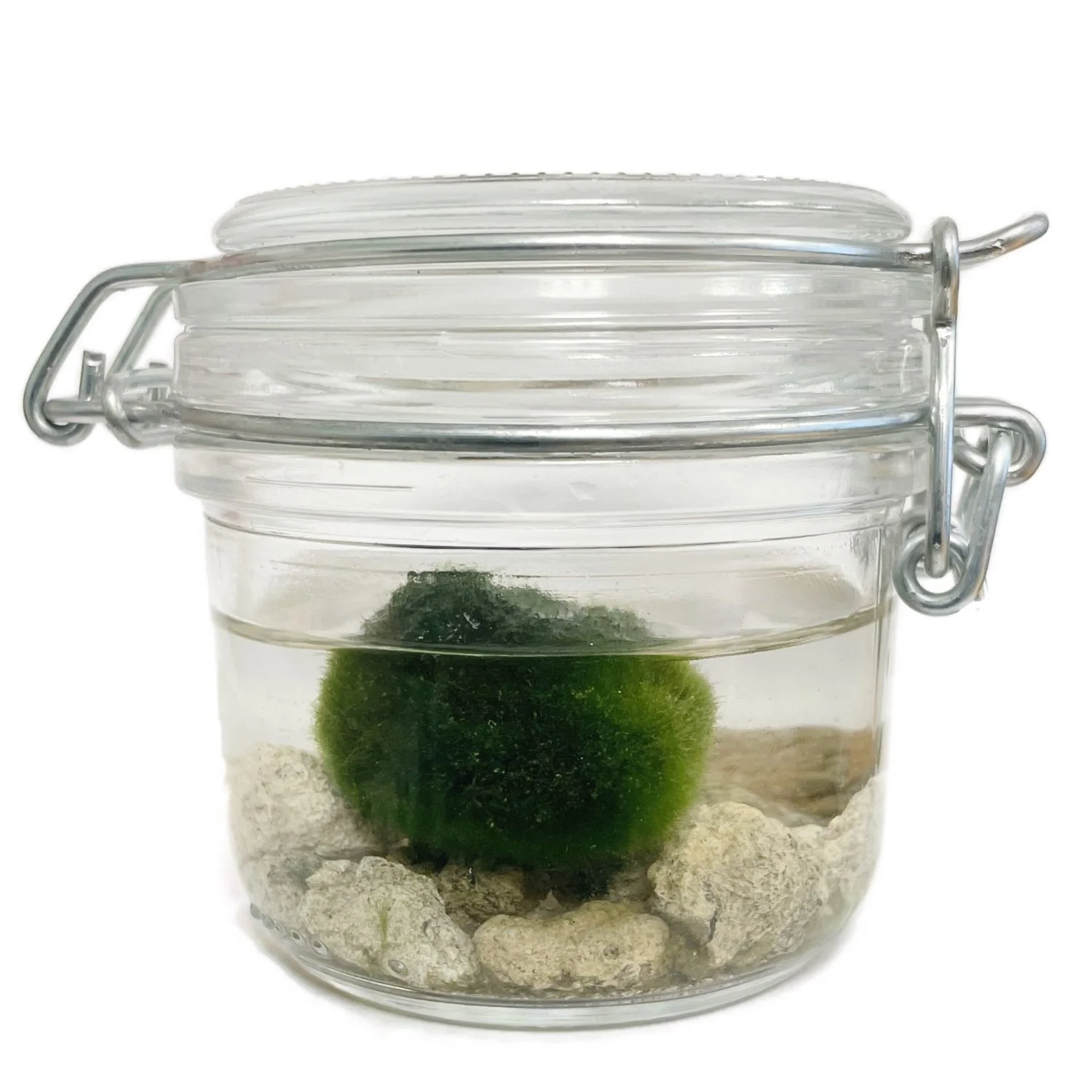 Marimo | Moss Ball | Rare Plant - Image 9