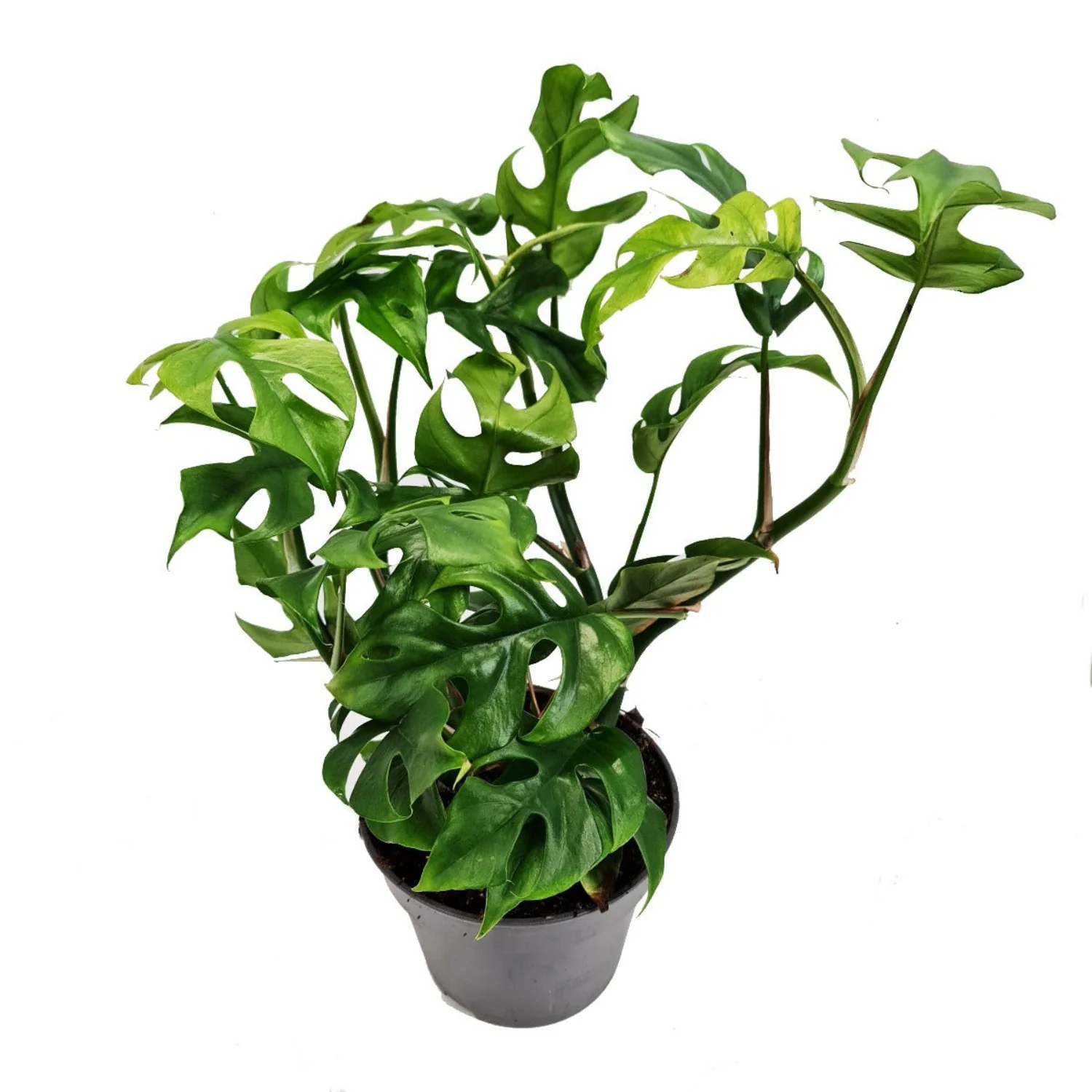 Mini-Monstera | Baby Swiss Cheese - Image 5