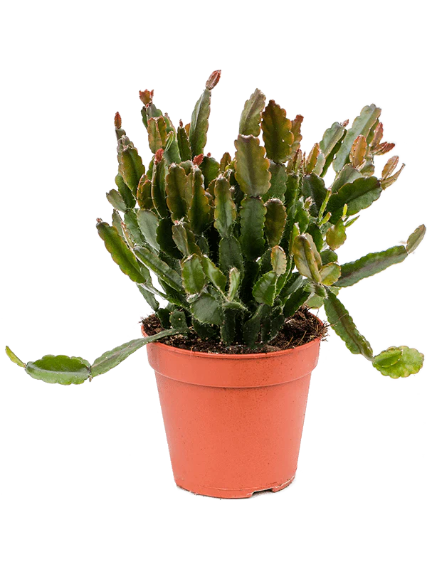 Mistletoe Cactus | Agudoensis | Hard To Find - Image 3