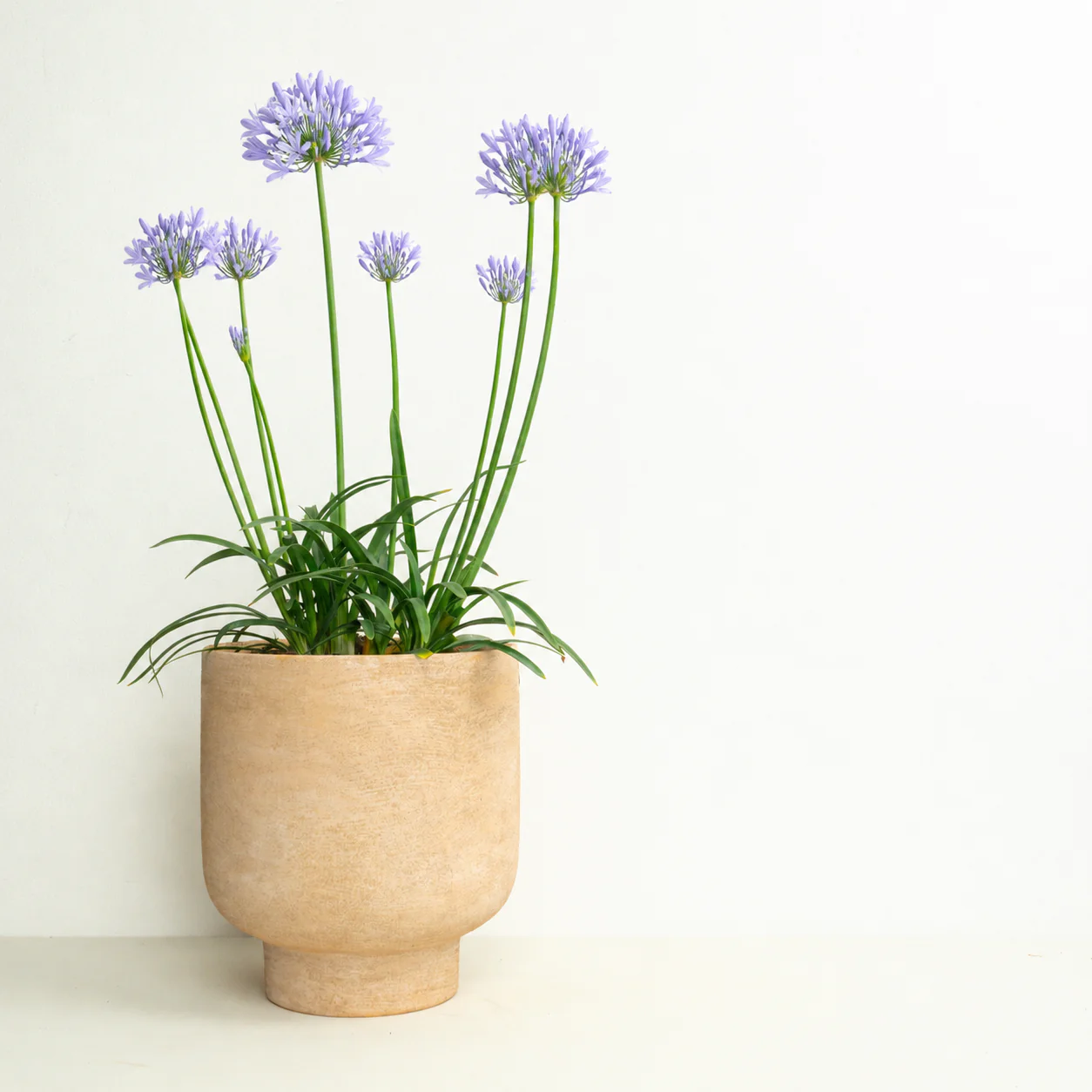Prairie Style  | Garden Bundle - Image 4