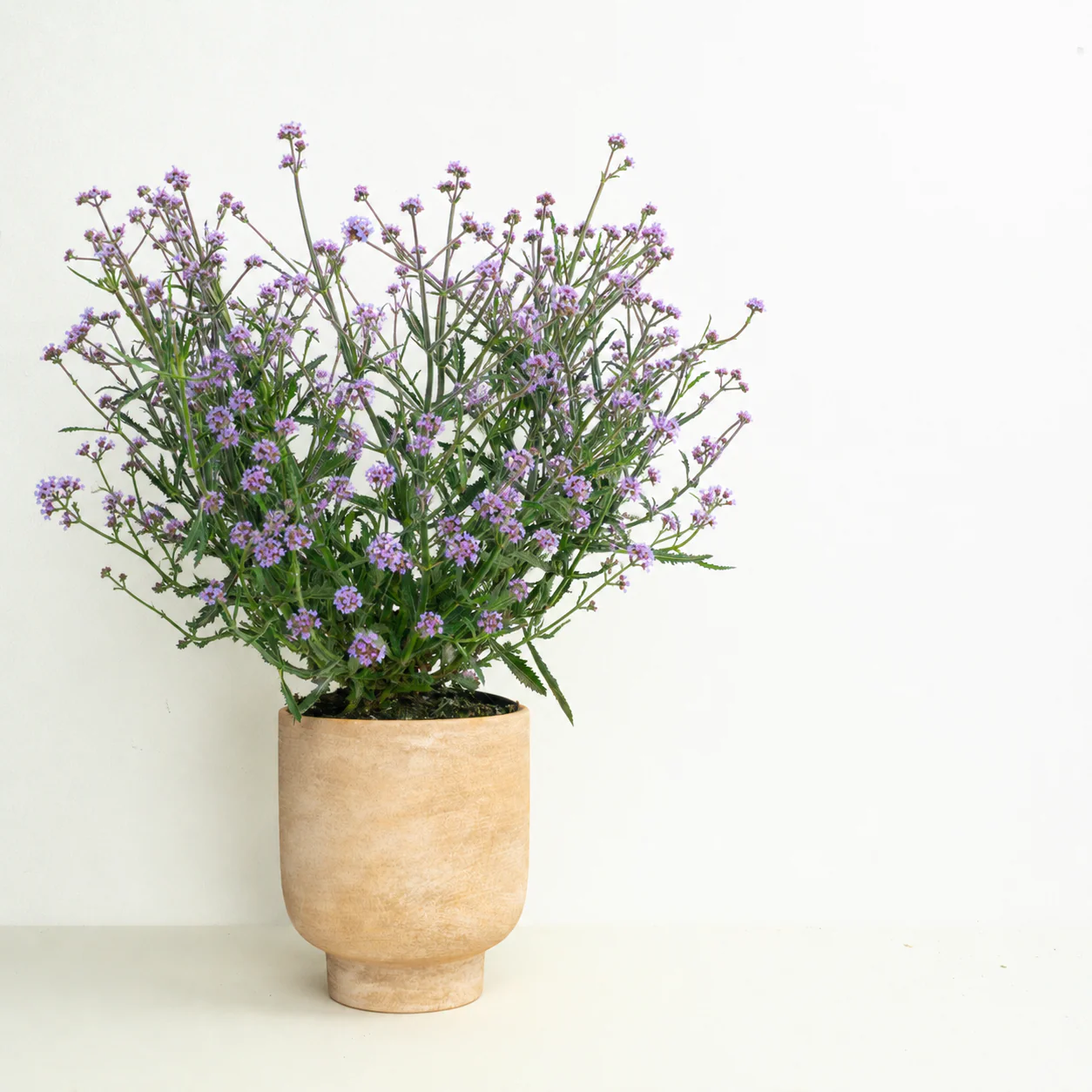 Prairie Style  | Garden Bundle - Image 3