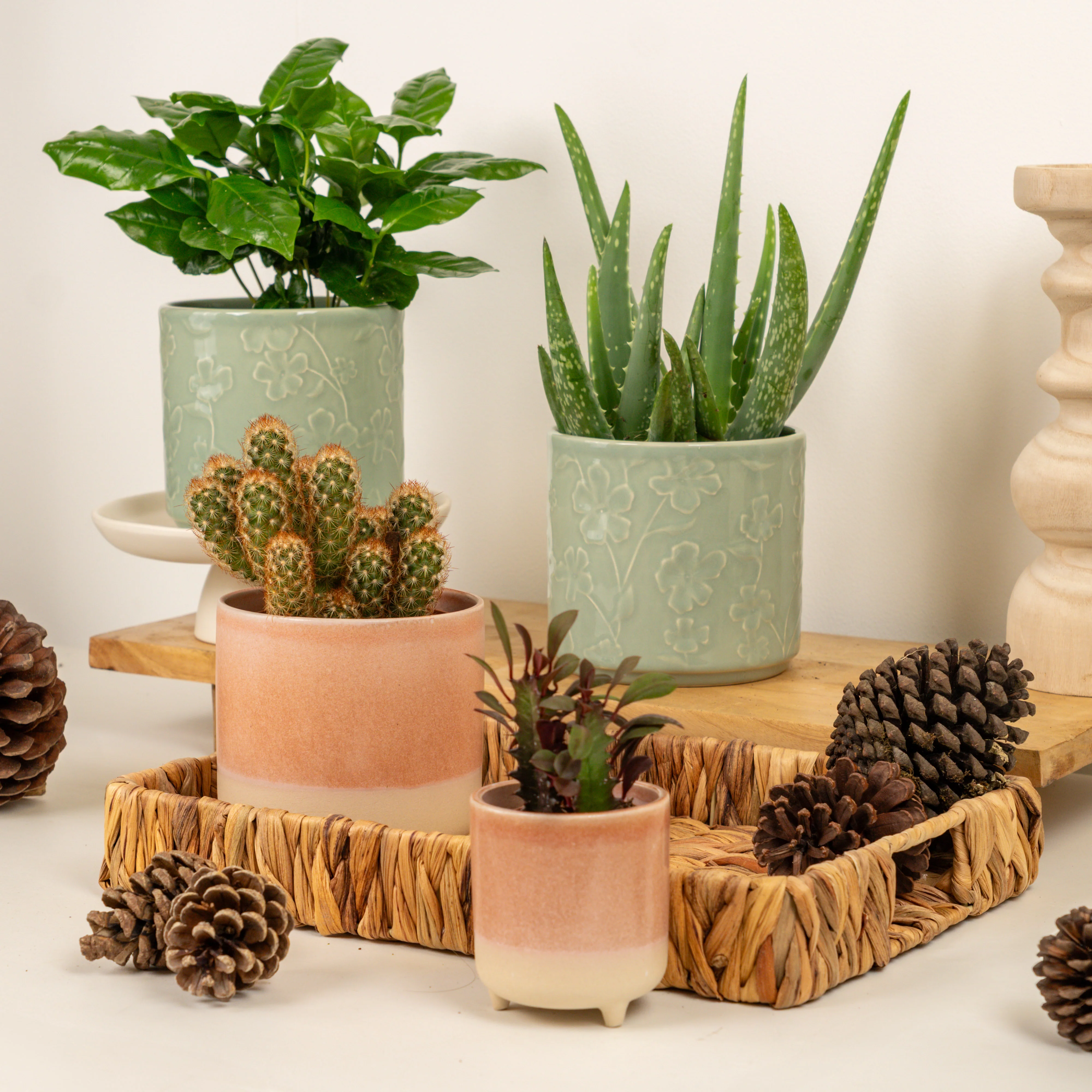 Modern Zen | Plant Bundle