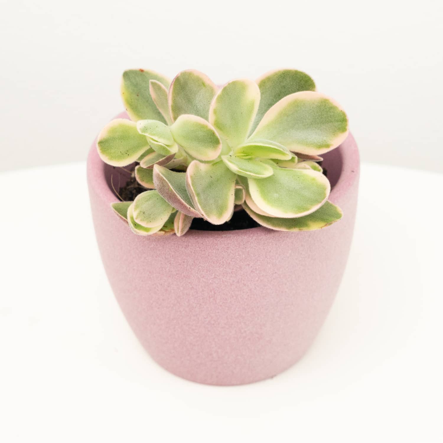Money Plant | Moneymaker Variegata