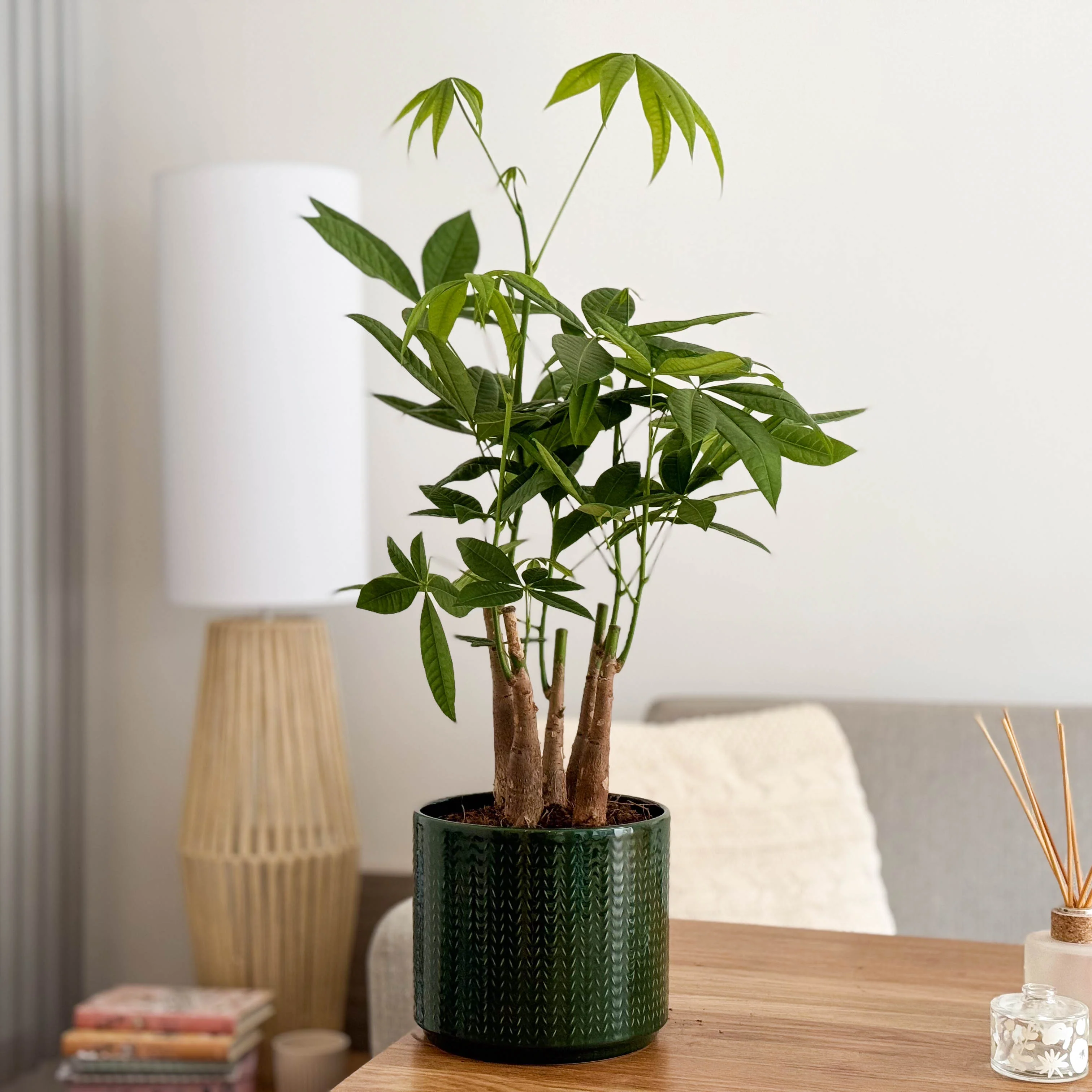 Money Tree | Straight Up! - Image 3