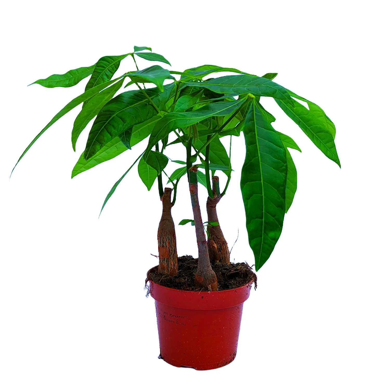 Money Tree | Straight Up! - Image 4