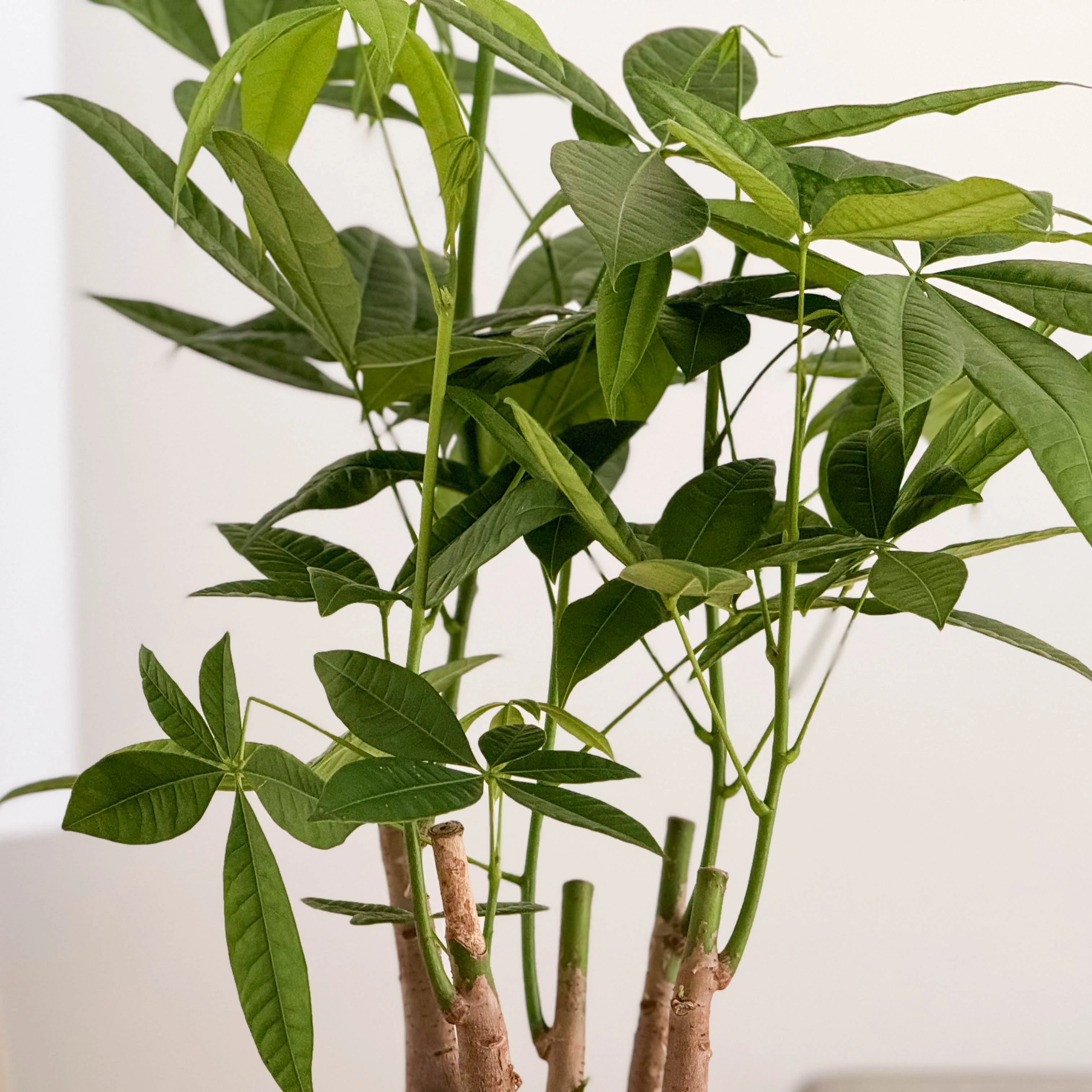 Money Tree | Straight Up! - Image 5