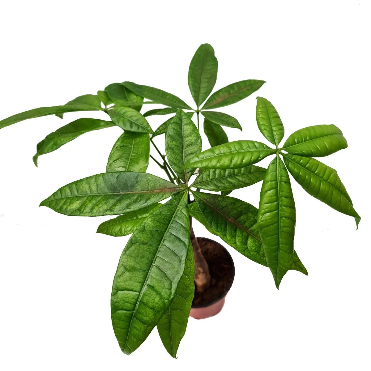 Money Tree | Straight Up! - Image 6