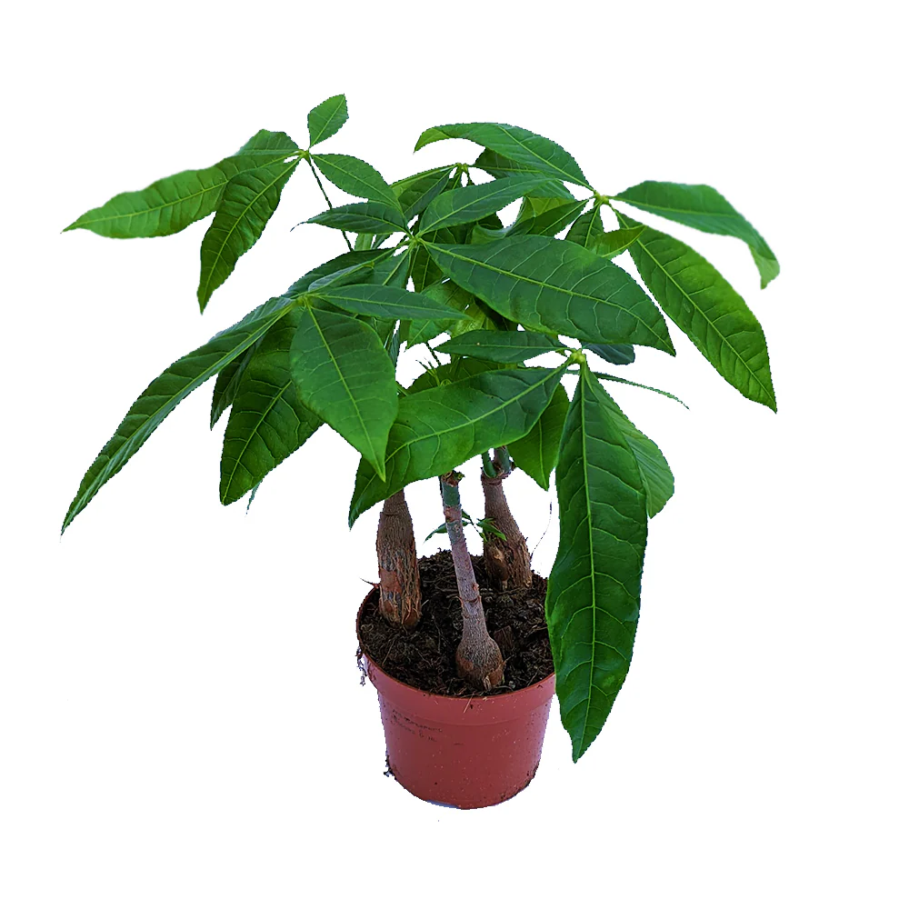 Money Tree | Straight Up! - Image 8