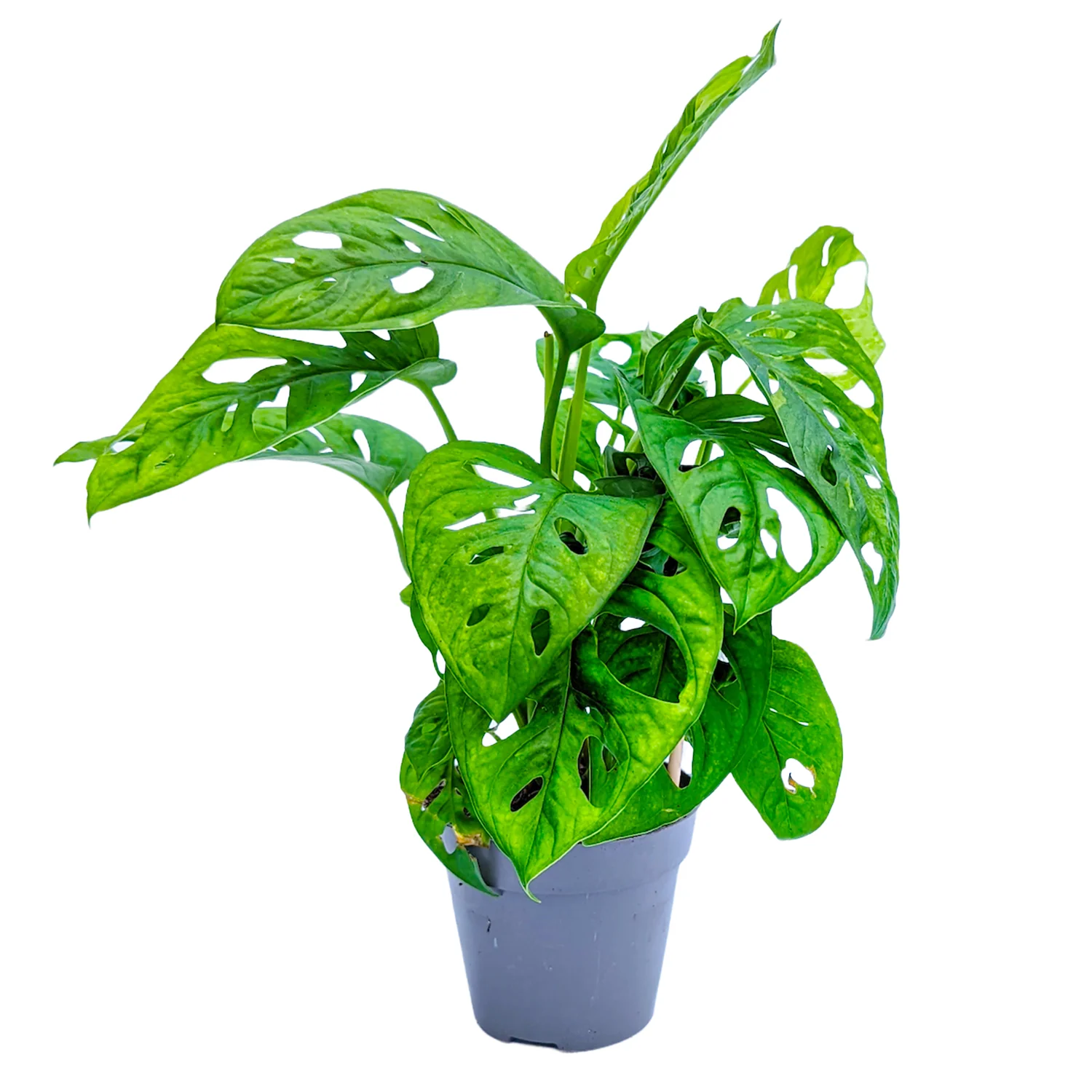 Monstera | Monkey Mask - Image 3