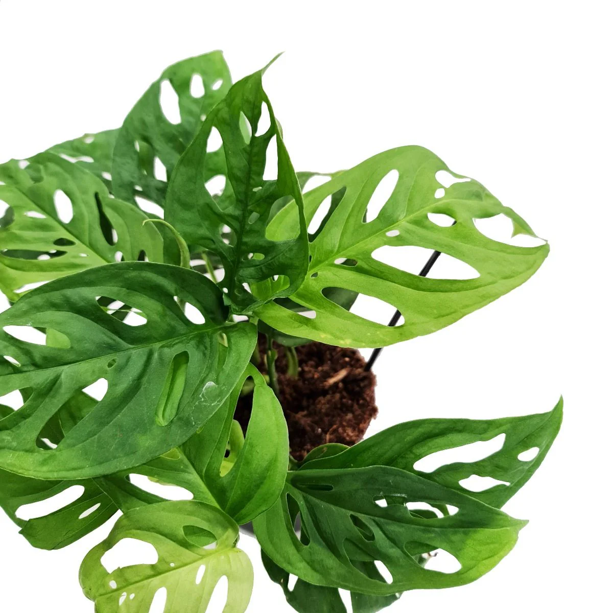Monstera | Monkey Mask - Image 4