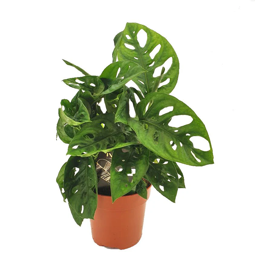 Monstera | Monkey Mask - Image 5
