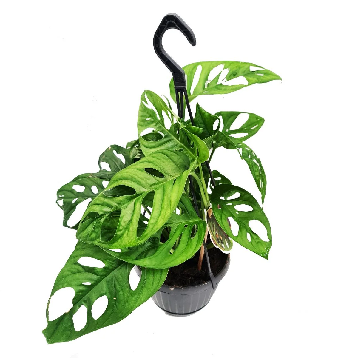 Monstera | Monkey Mask - Image 6