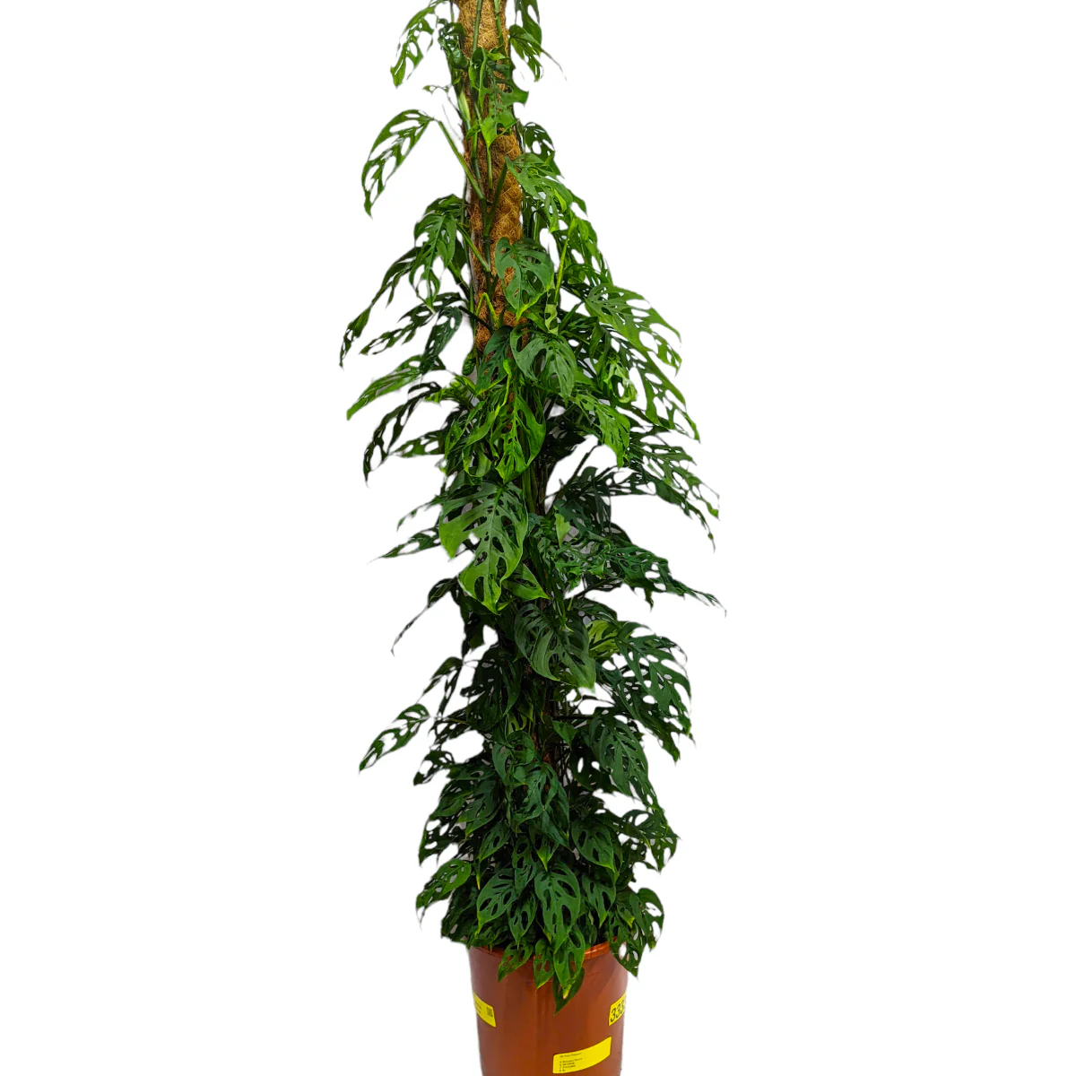 Monstera | Monkey Mask - Image 8