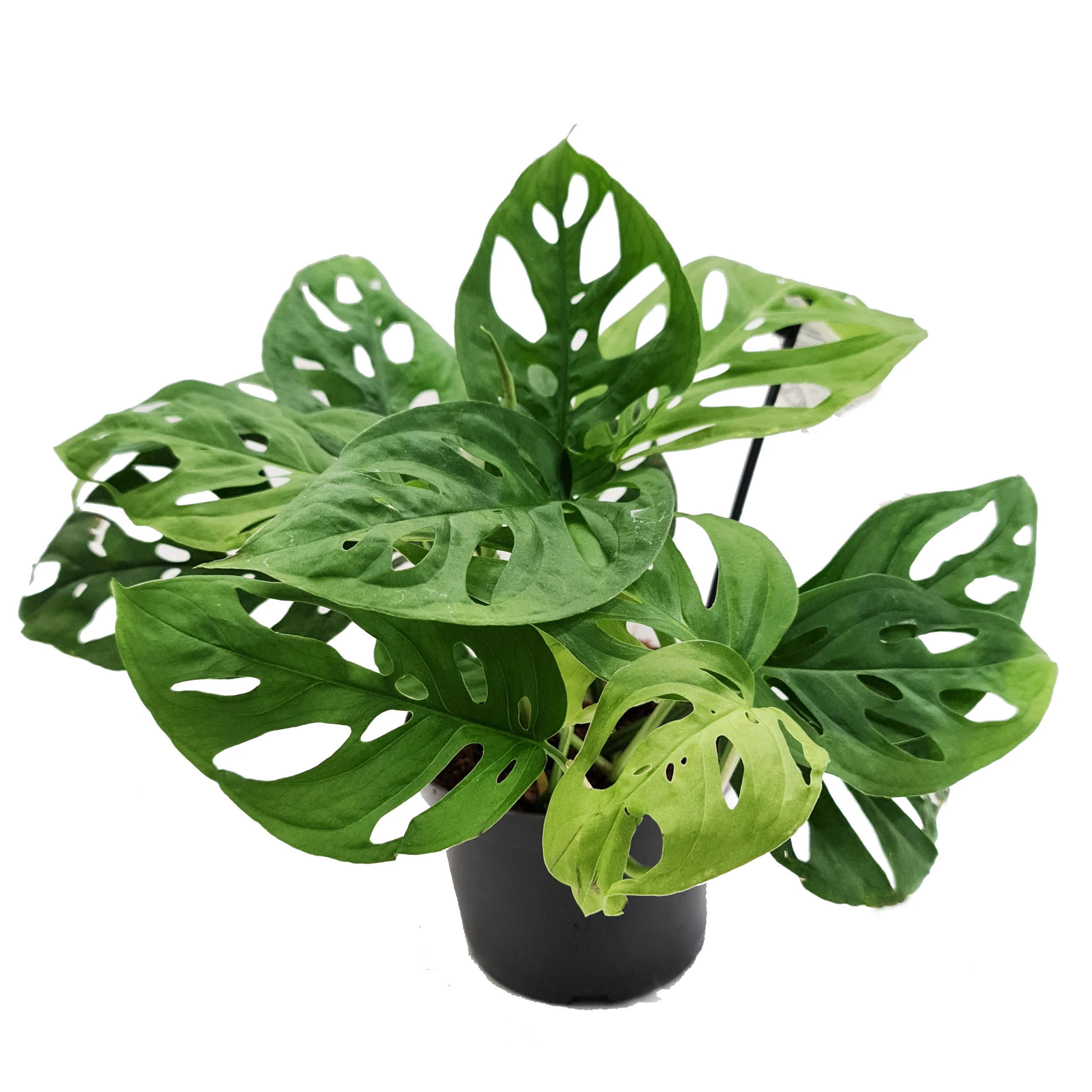 Monstera | Monkey Mask - Image 9