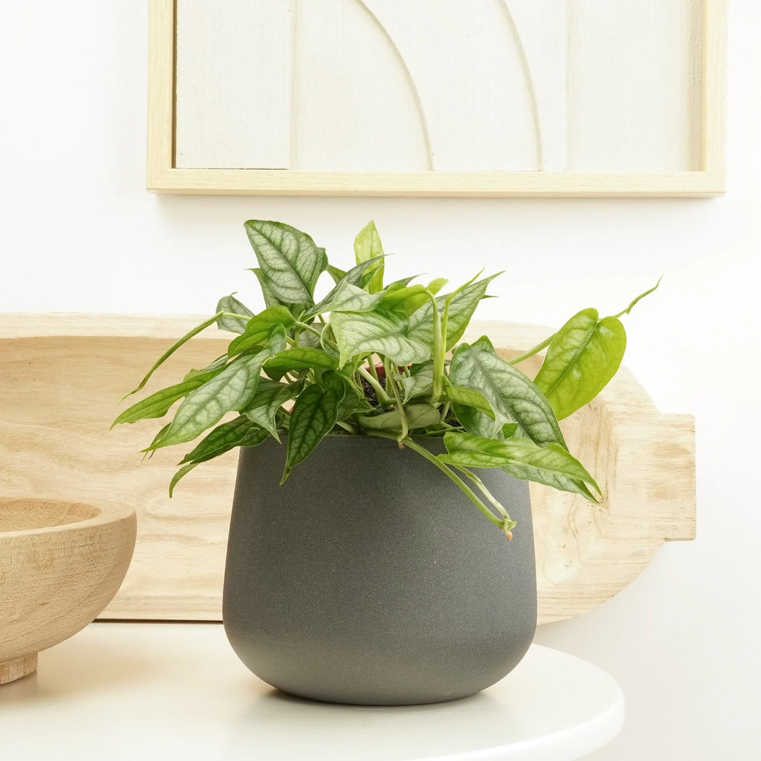 Monstera | Siltepecana - Image 2