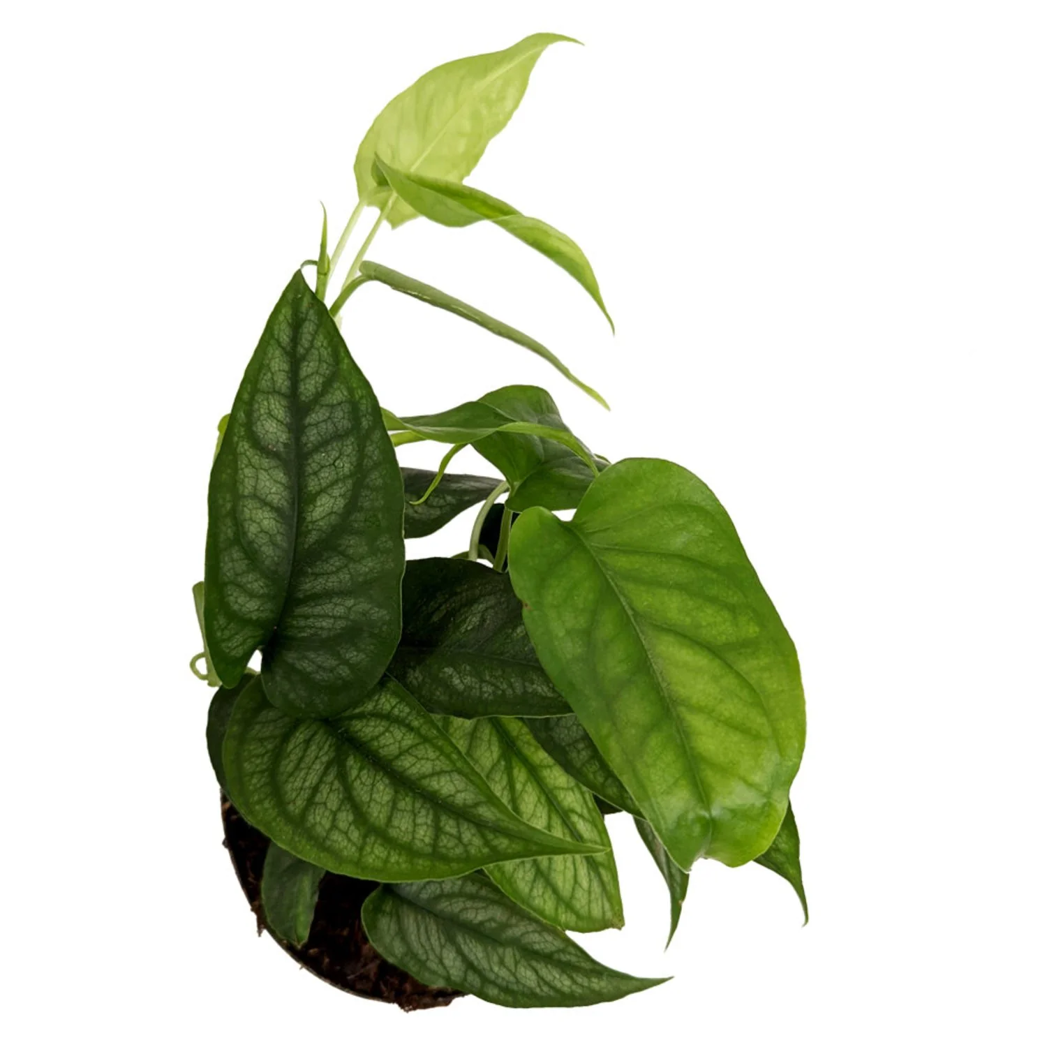 Monstera | Siltepecana - Image 5