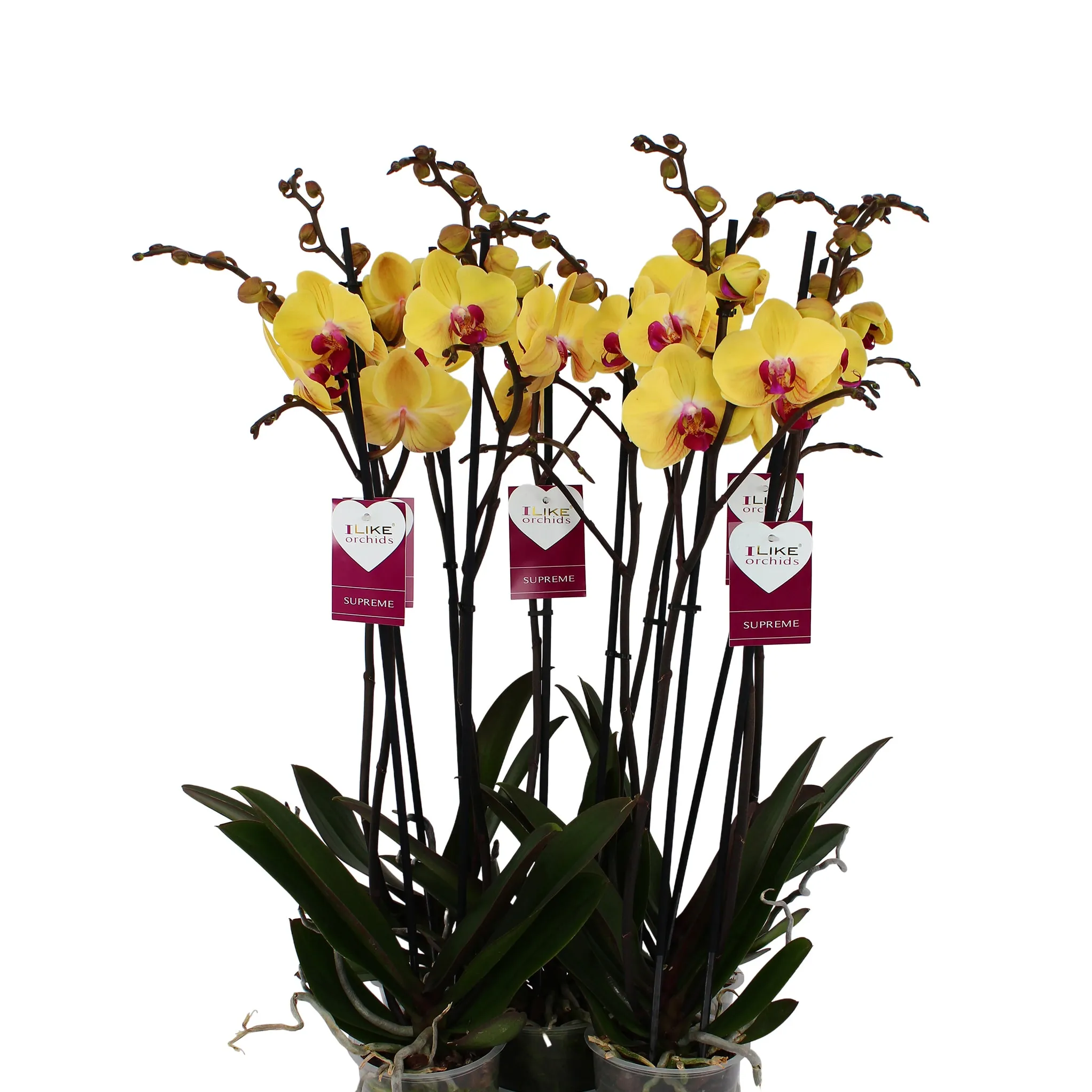 Phalaenopsis Orchid | Asian Gold - Image 3