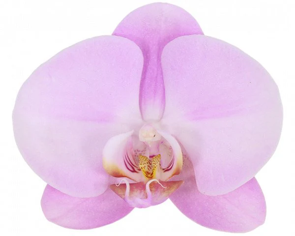 Phalaenopsis Orchid | Pink - Image 3