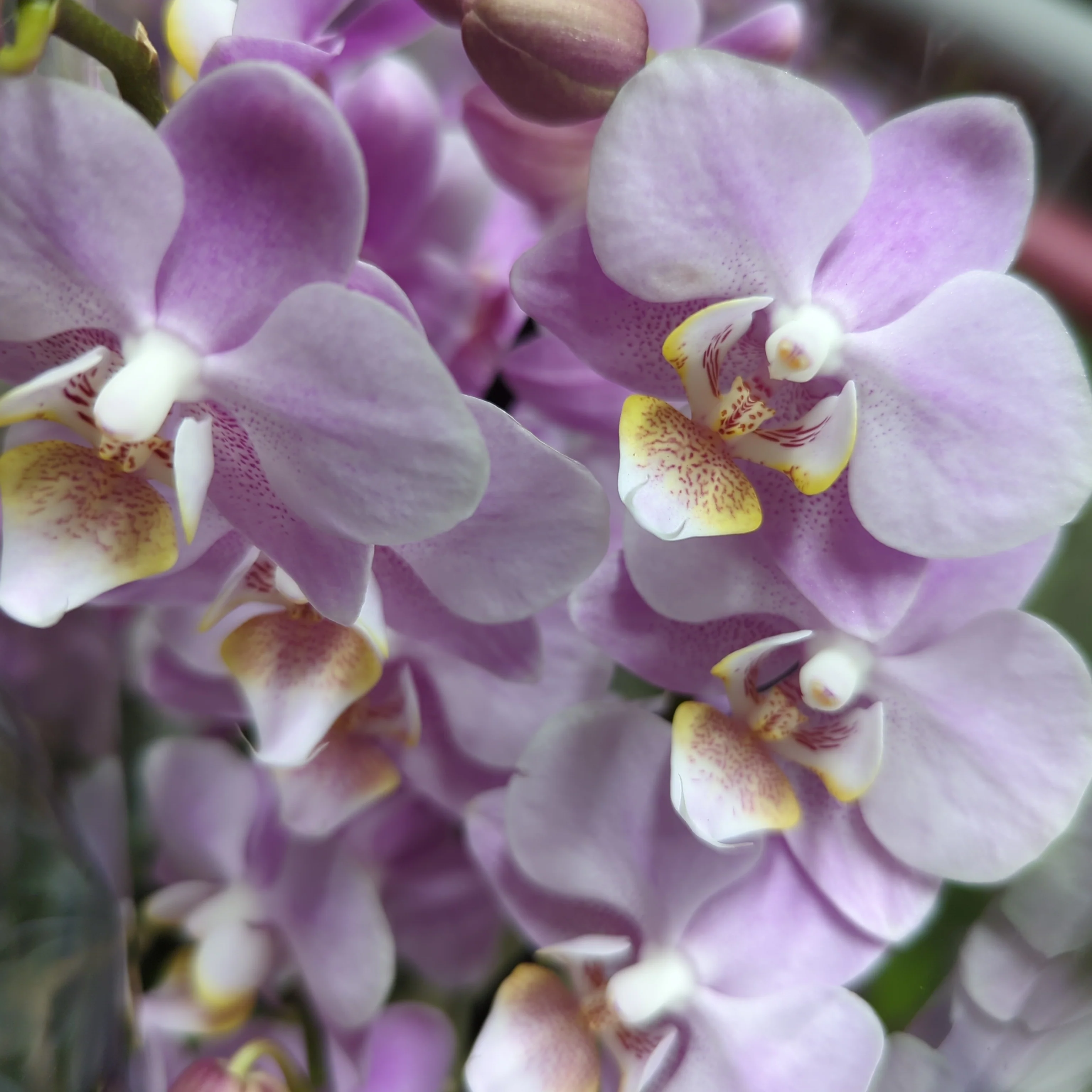 Phalaenopsis Orchid | Pink - Image 4