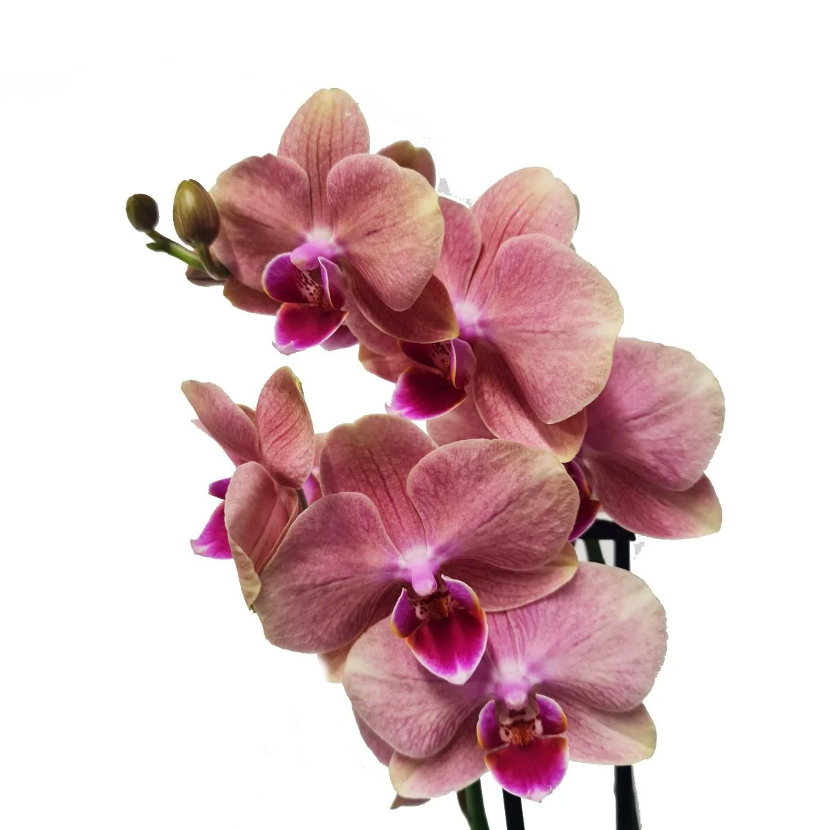 Phalaenopsis Orchid | Pirate Picote - Image 4