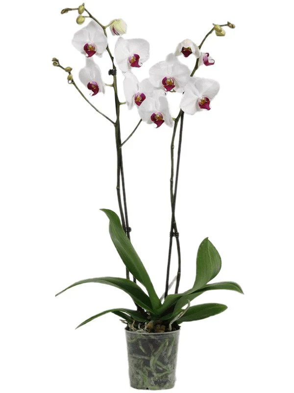 Phalaenopsis Orchid | Red Lips