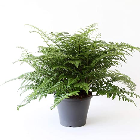 Mother Fern | Asplenium Parvati - Image 3