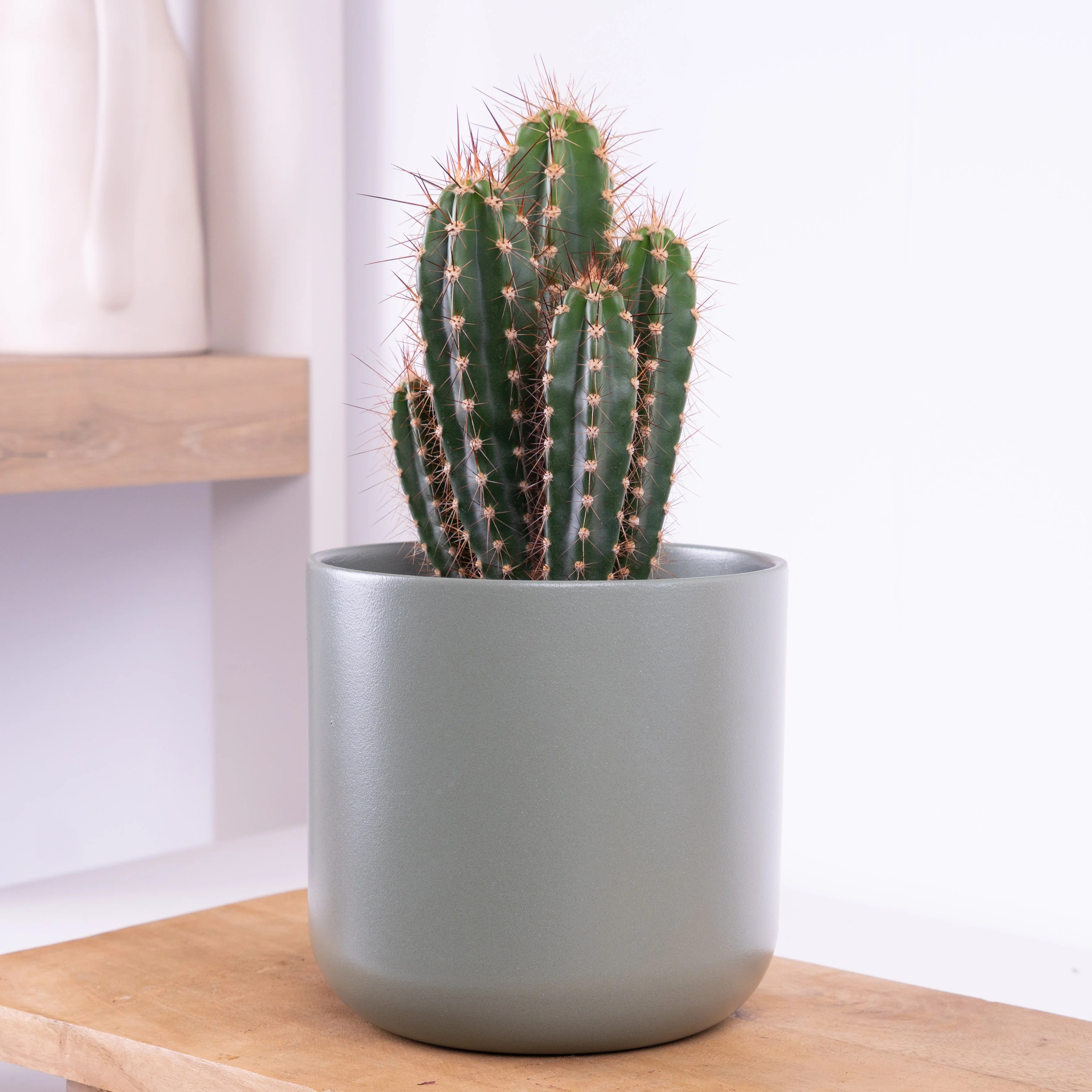 Baseball Bat Cactus