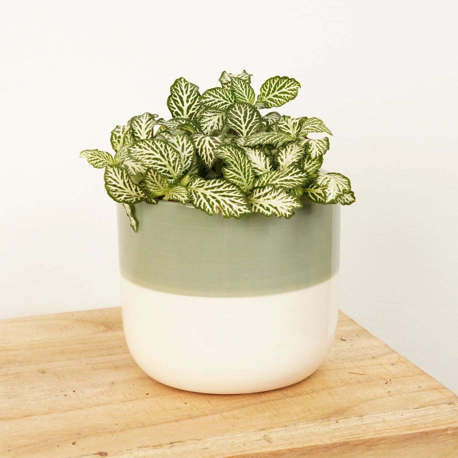 Nerve Plant | Curly Marble