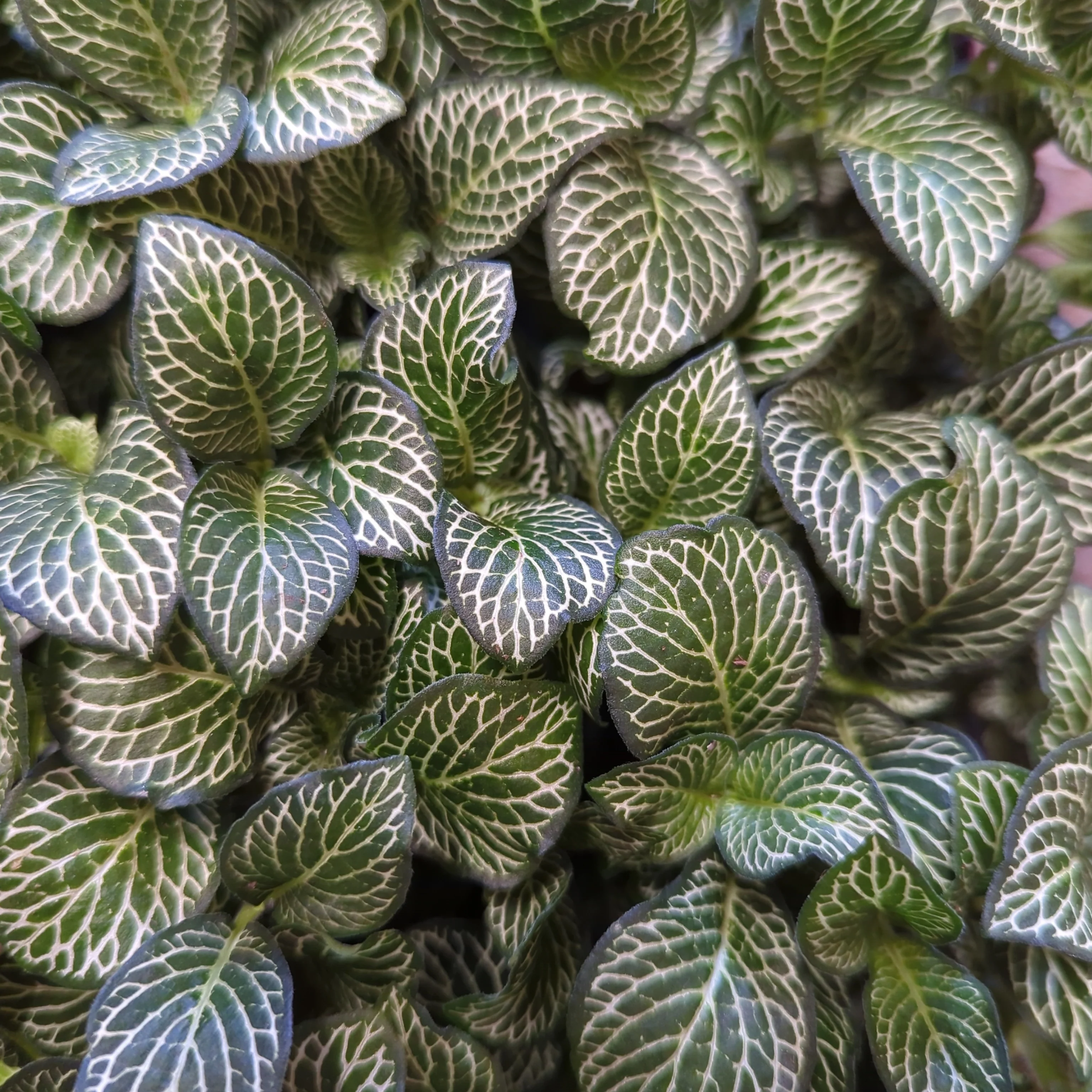 Nerve Plant | Jungle - Image 2