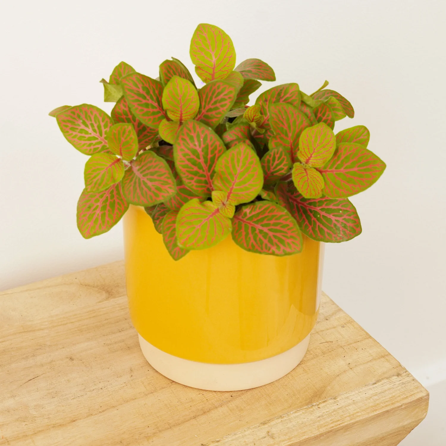 Nerve Plant | Skeleton Red
