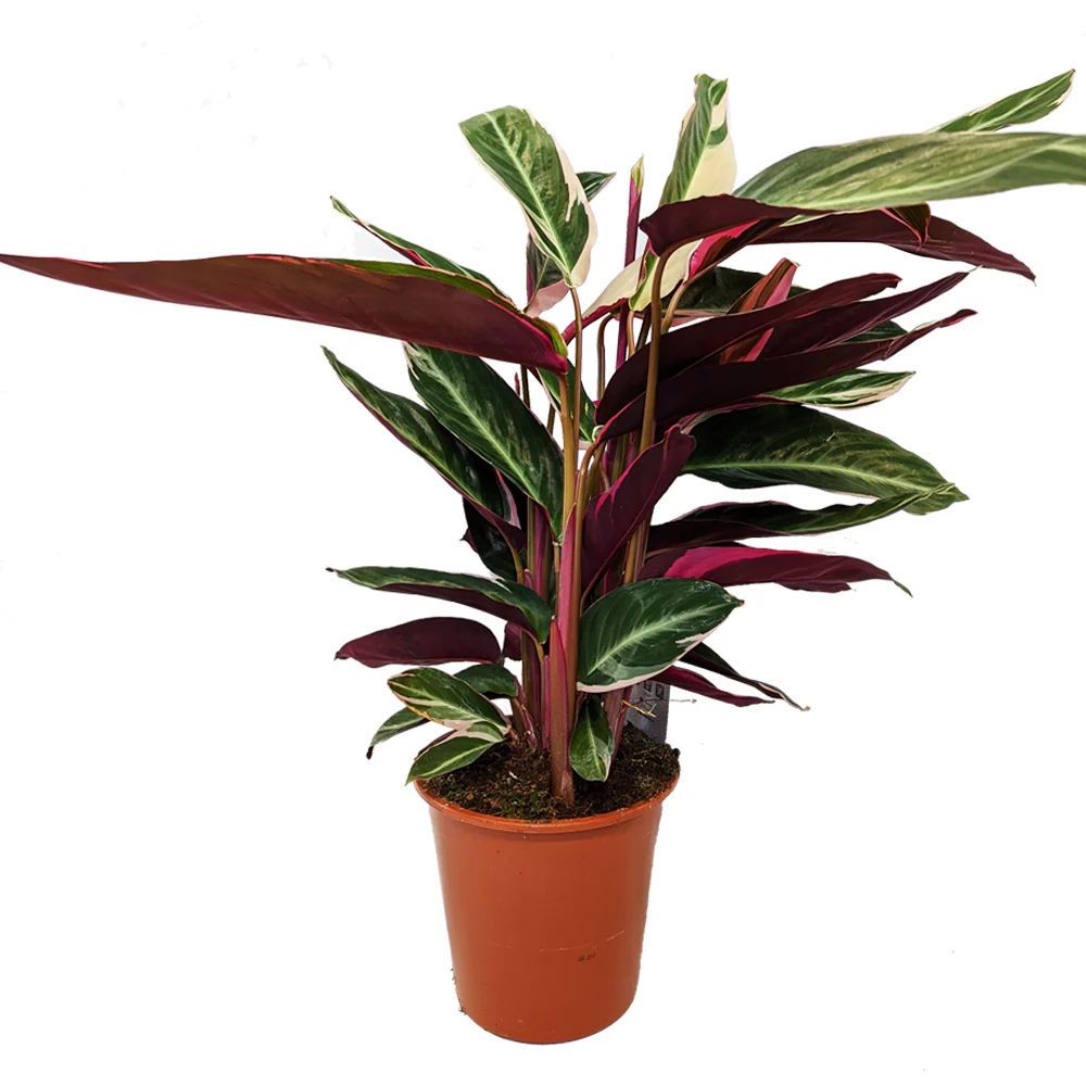 Never Never Plant | Triostar - Image 4