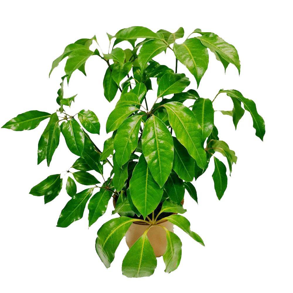 Octopus Tree - Image 2