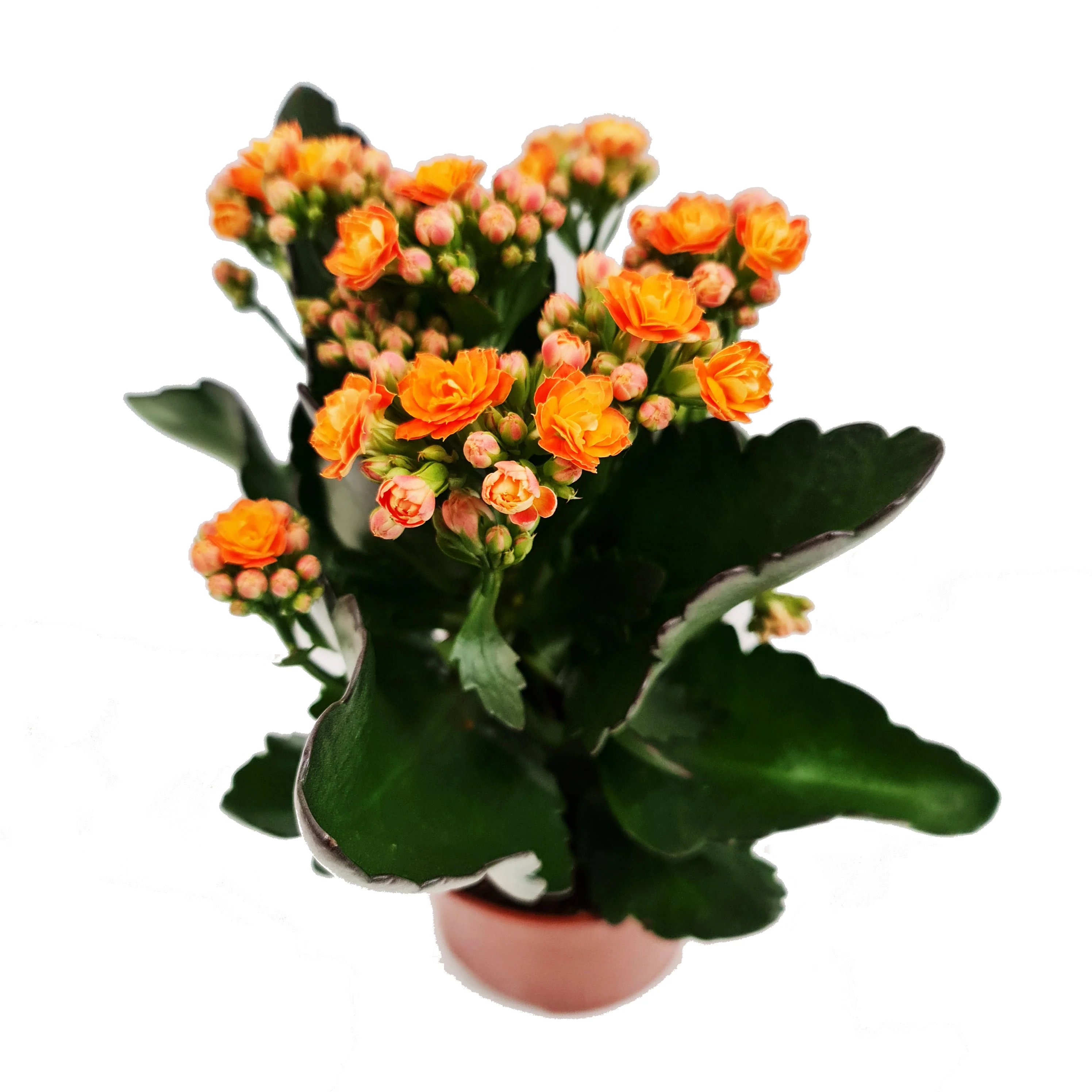 Orange Kalanchoe - Image 3