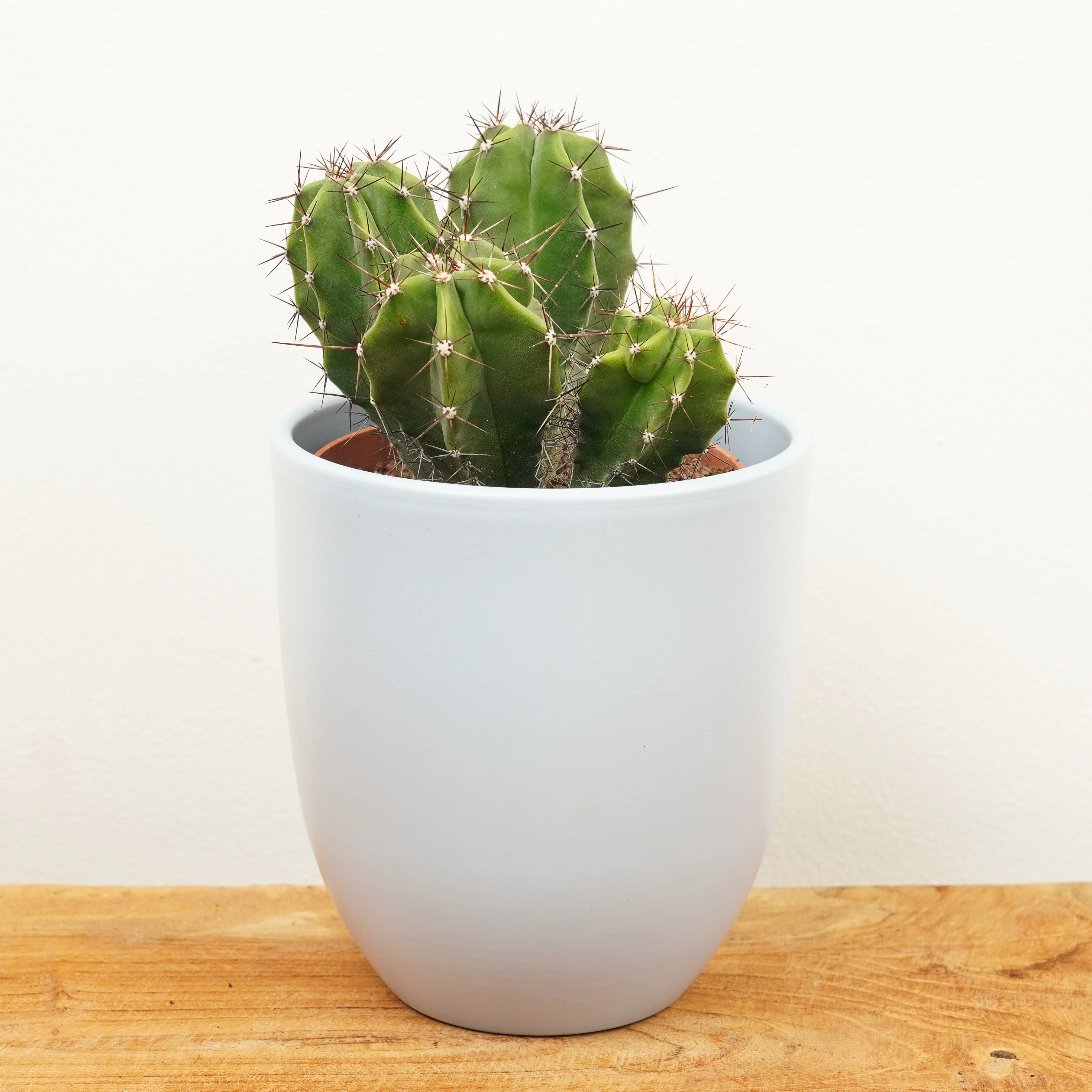 Organ Pipe Cactus | Rare Plant