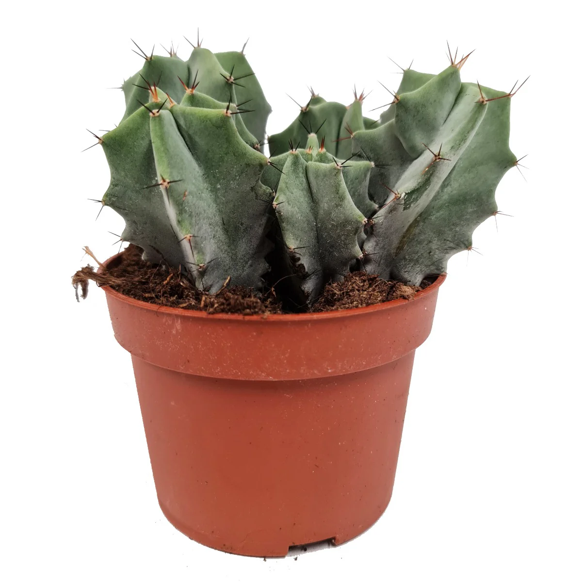 Organ Pipe Cactus | Rare Plant - Image 2