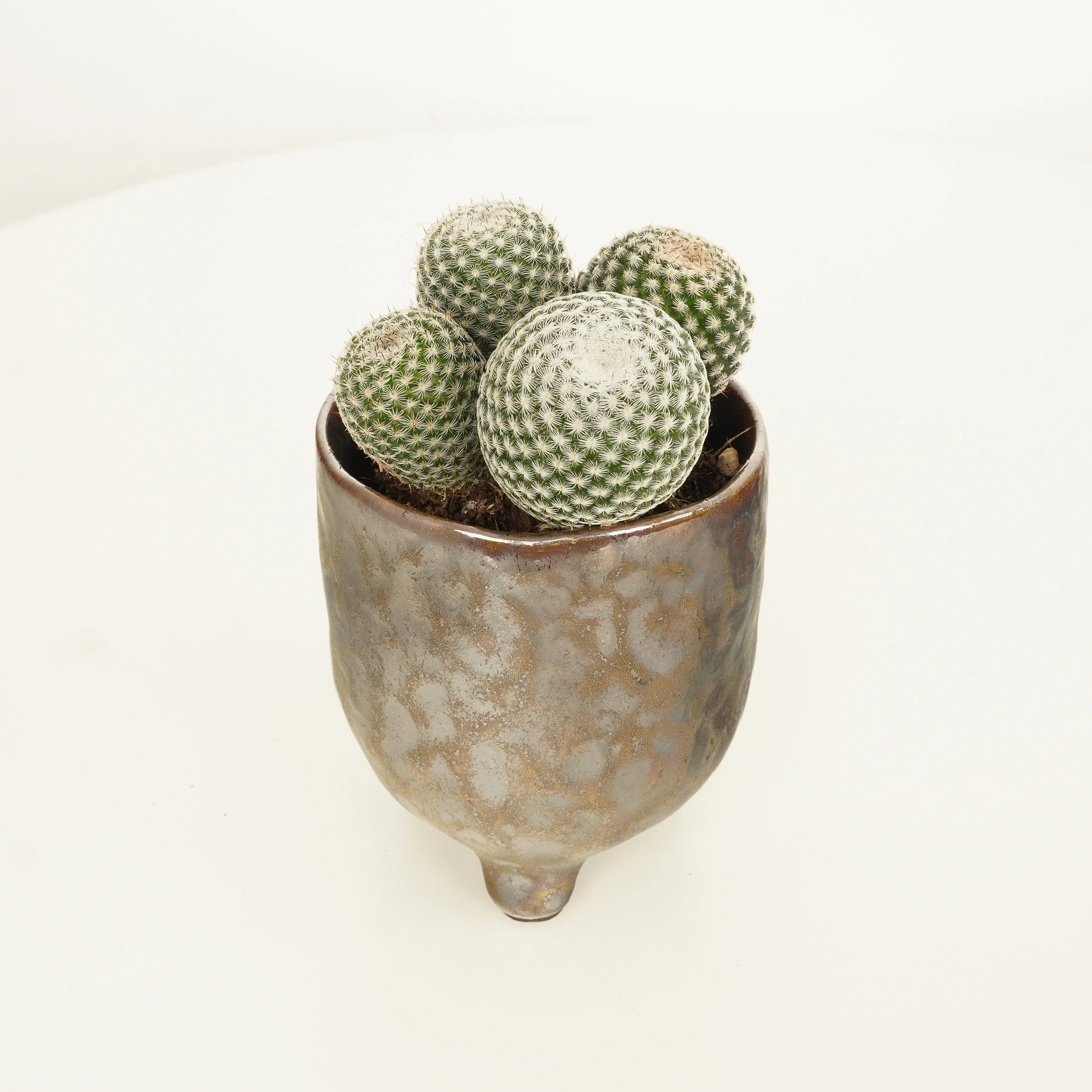 Owl Eye Cactus