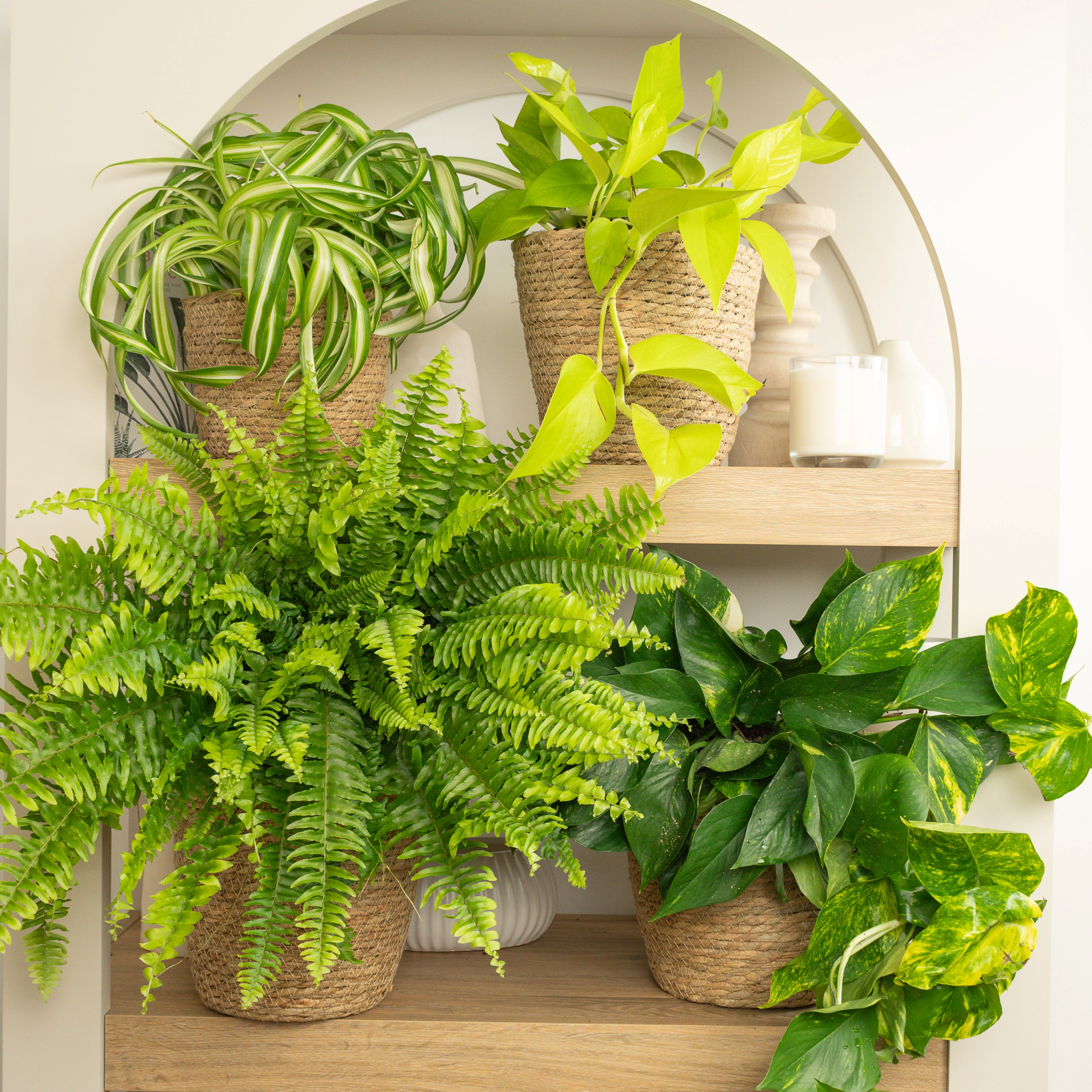 Oxygen Oasis | Plant Bundle