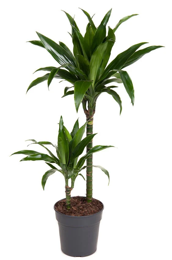 Palm | Janet Craig - Image 5