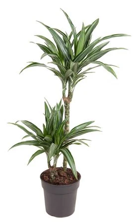 Palm | Ulises - Image 4