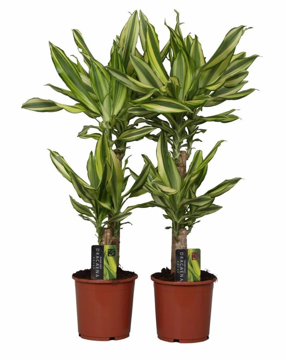 Palm | Yellow Coast - Image 3
