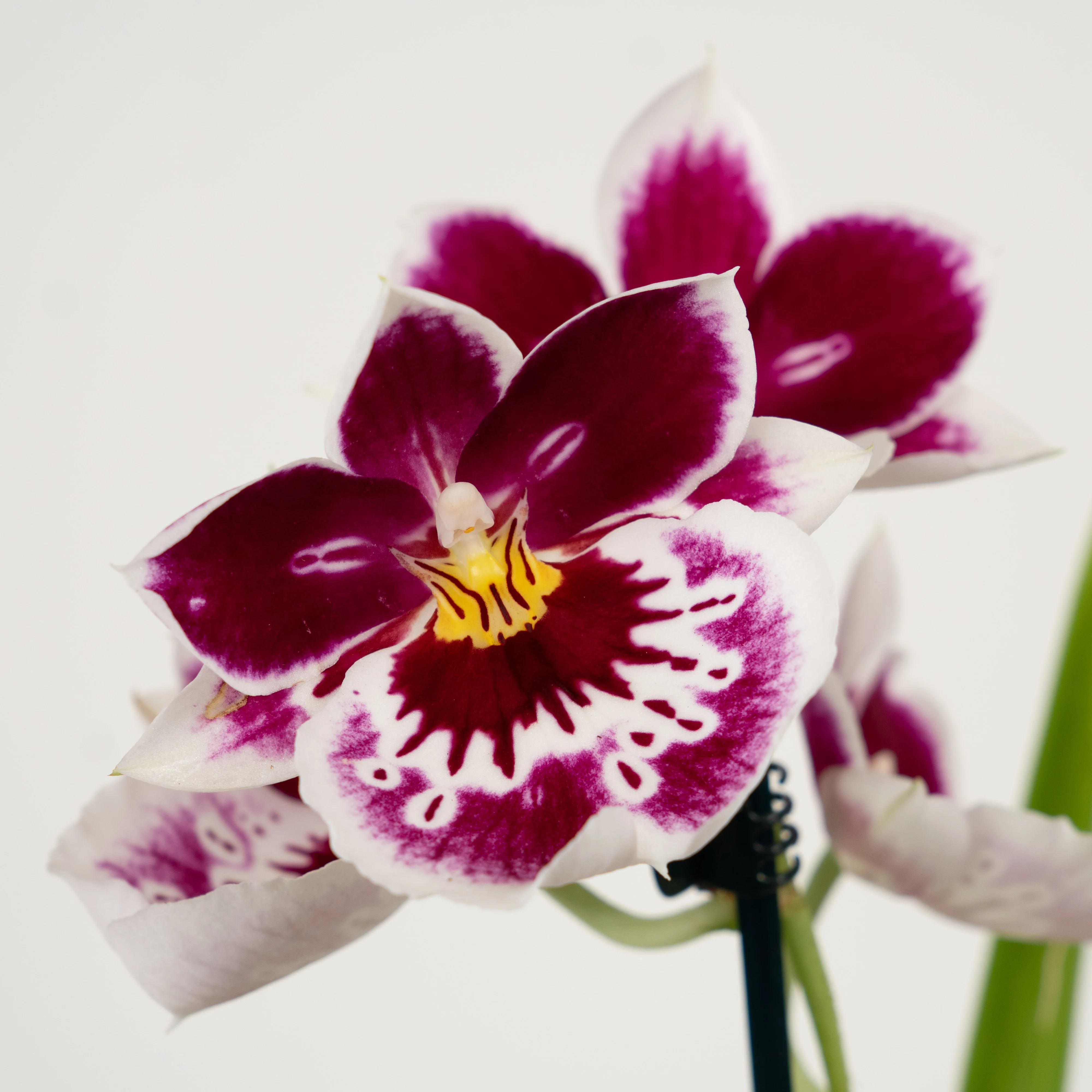 Pansy Orchid - Image 9
