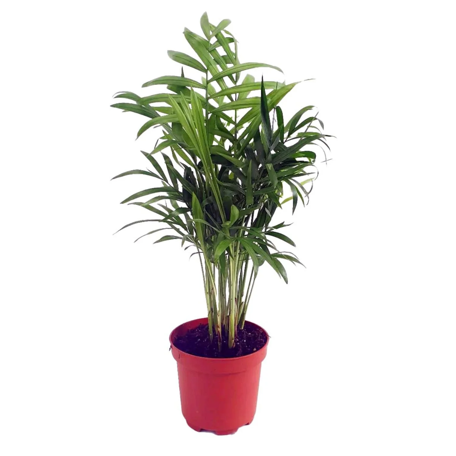 Parlour Palm - Image 4